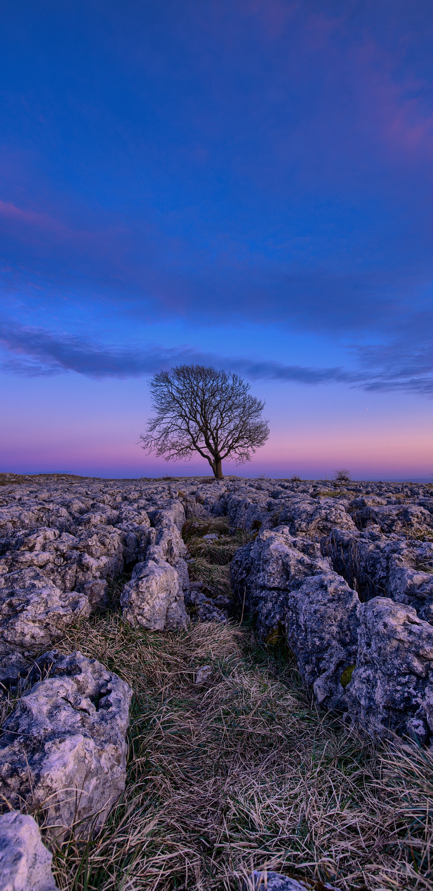 Blau, Natur, Naturlandschaft, Lavendel, Purpur. Wallpaper in 1440x2960 Resolution