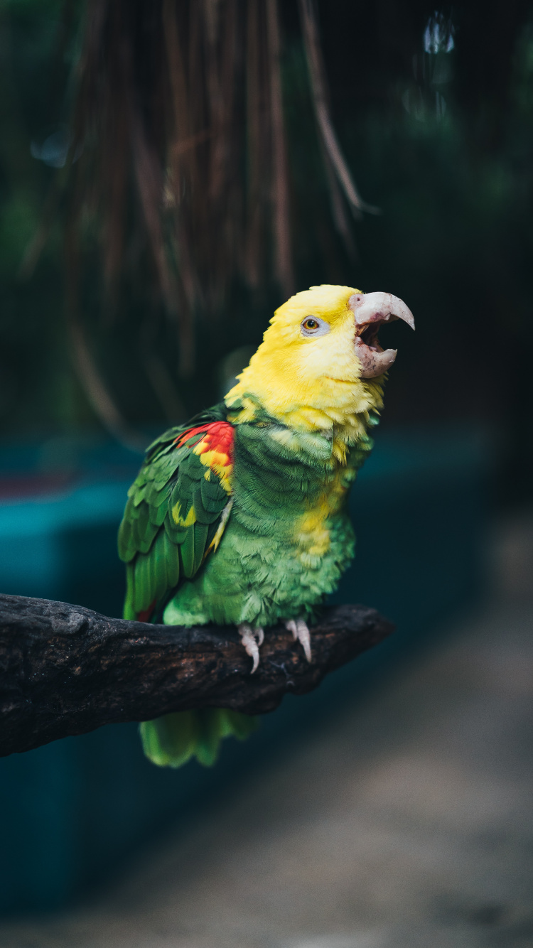 Pájaro Verde y Amarillo en la Rama de un Árbol Marrón. Wallpaper in 750x1334 Resolution