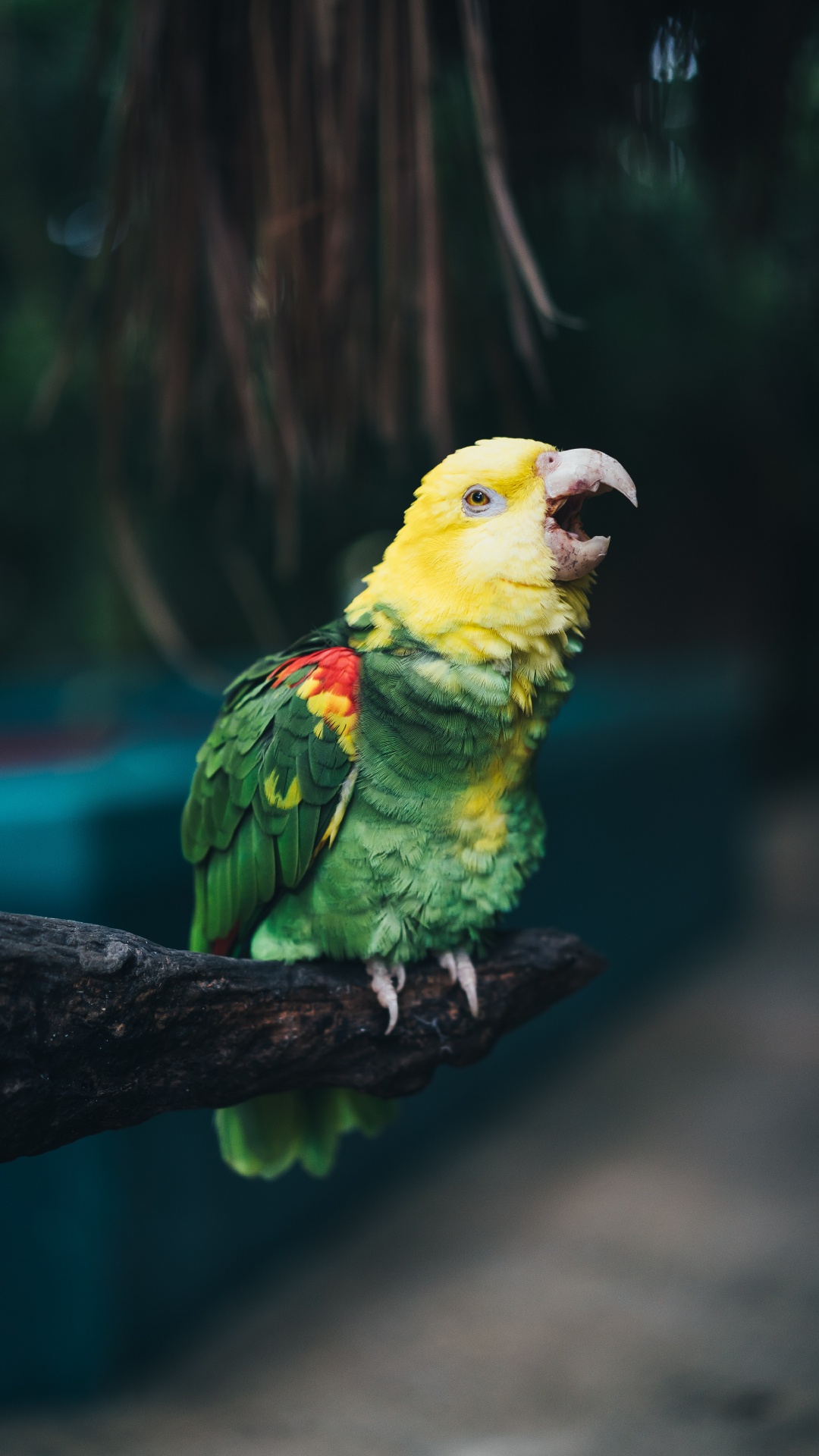 Green and Yellow Bird on Brown Tree Branch. Wallpaper in 1080x1920 Resolution