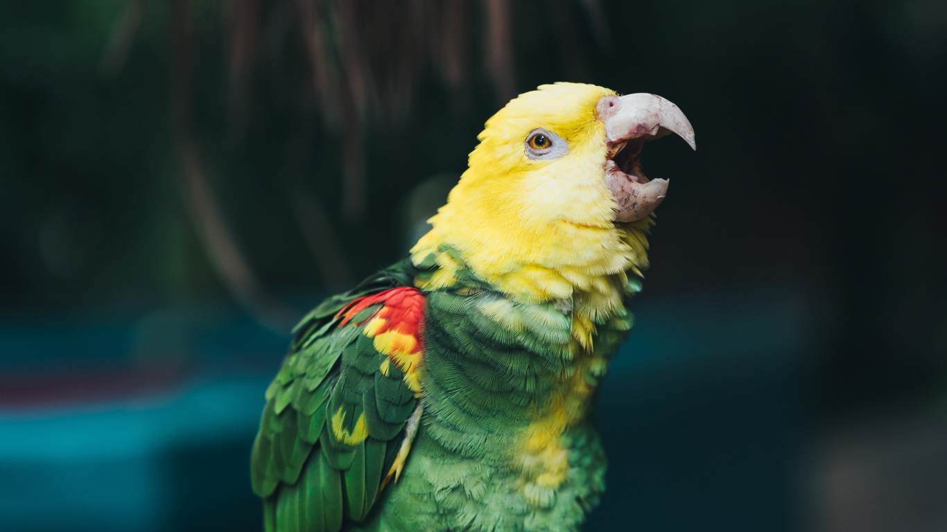 Green and Yellow Bird on Brown Tree Branch. Wallpaper in 1366x768 Resolution