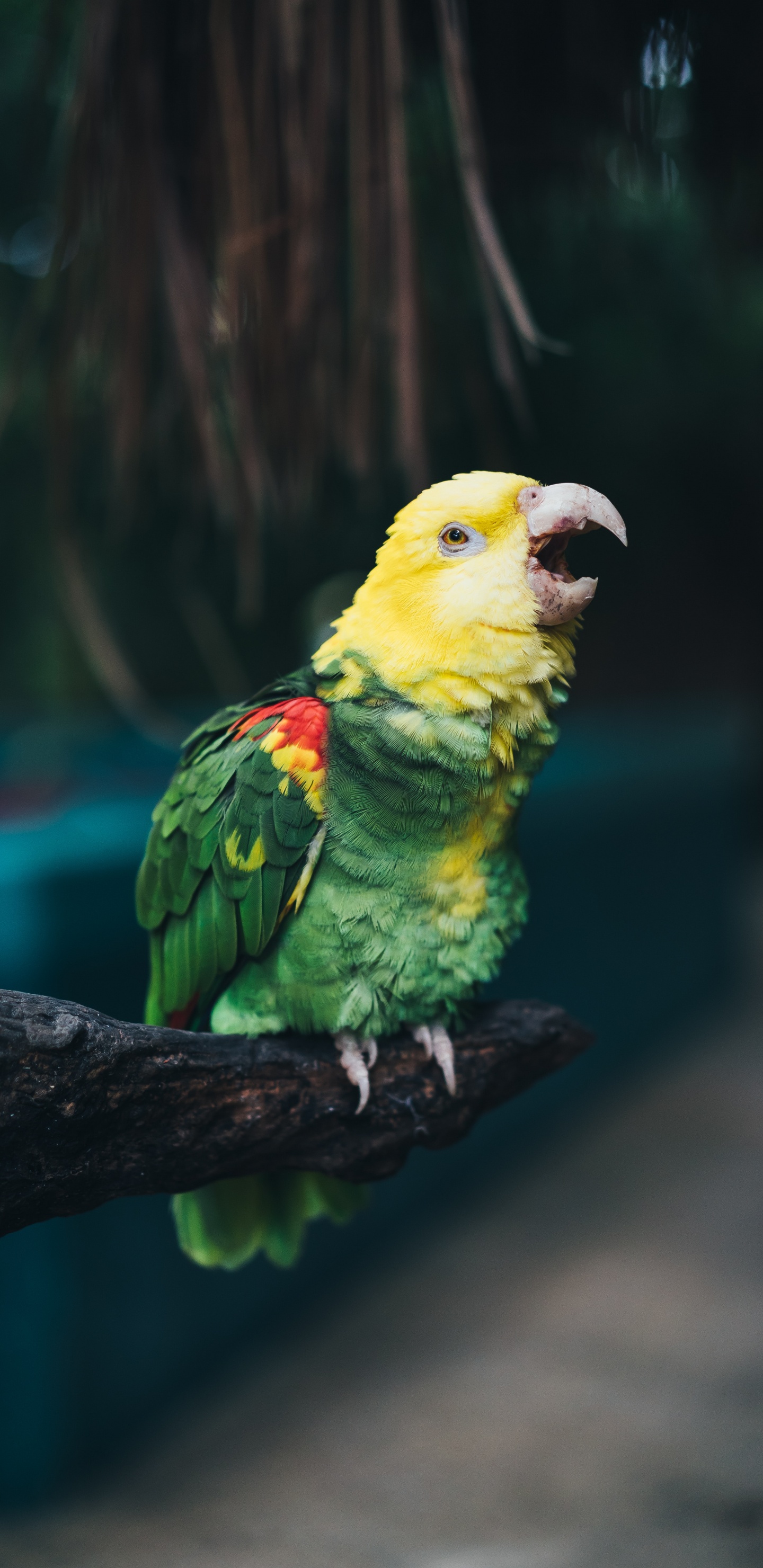 Oiseau Vert et Jaune Sur Une Branche D'arbre Marron. Wallpaper in 1440x2960 Resolution
