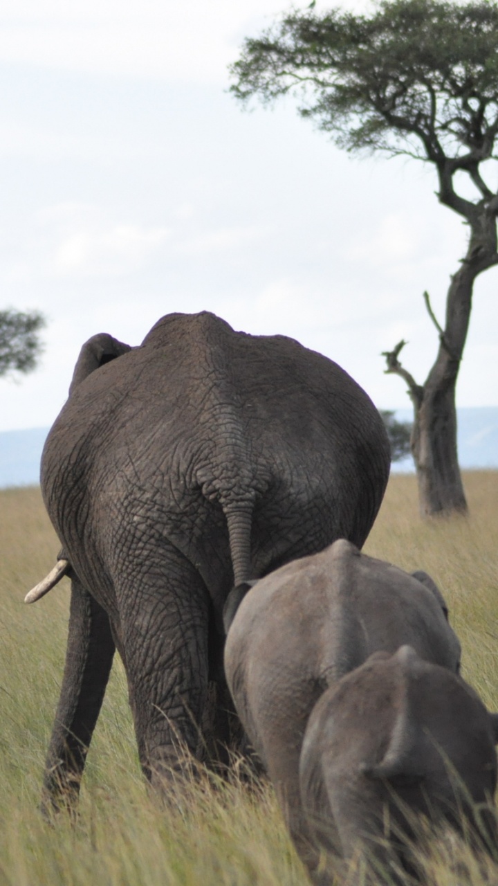 Elephant and Calf on Green Grass Field During Daytime. Wallpaper in 720x1280 Resolution