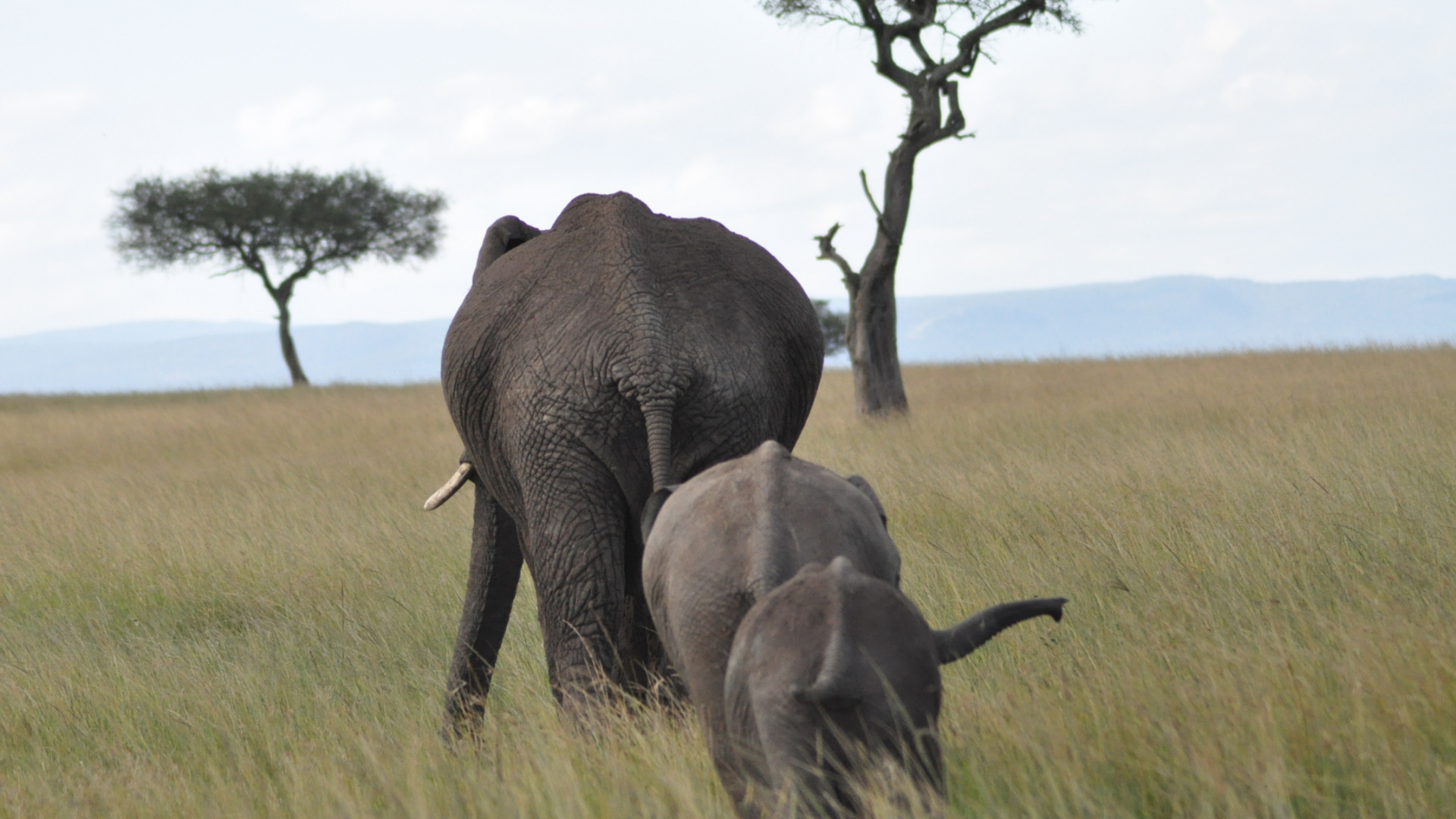 Elefant Und Kalb Auf Der Grünen Wiese Tagsüber. Wallpaper in 1920x1080 Resolution