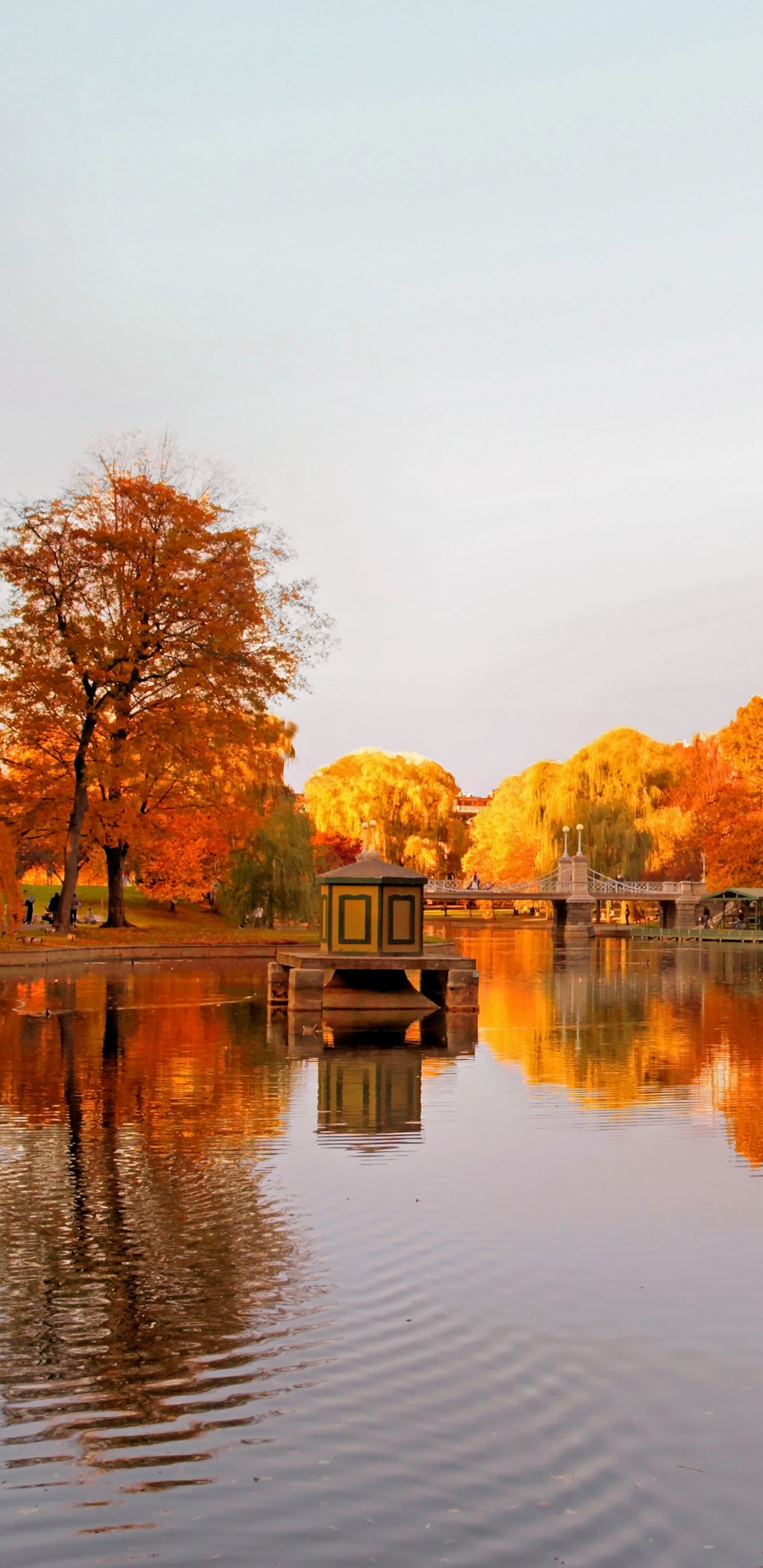 Árboles Marrones al Lado Del Cuerpo de Agua Durante el Día. Wallpaper in 1440x2960 Resolution