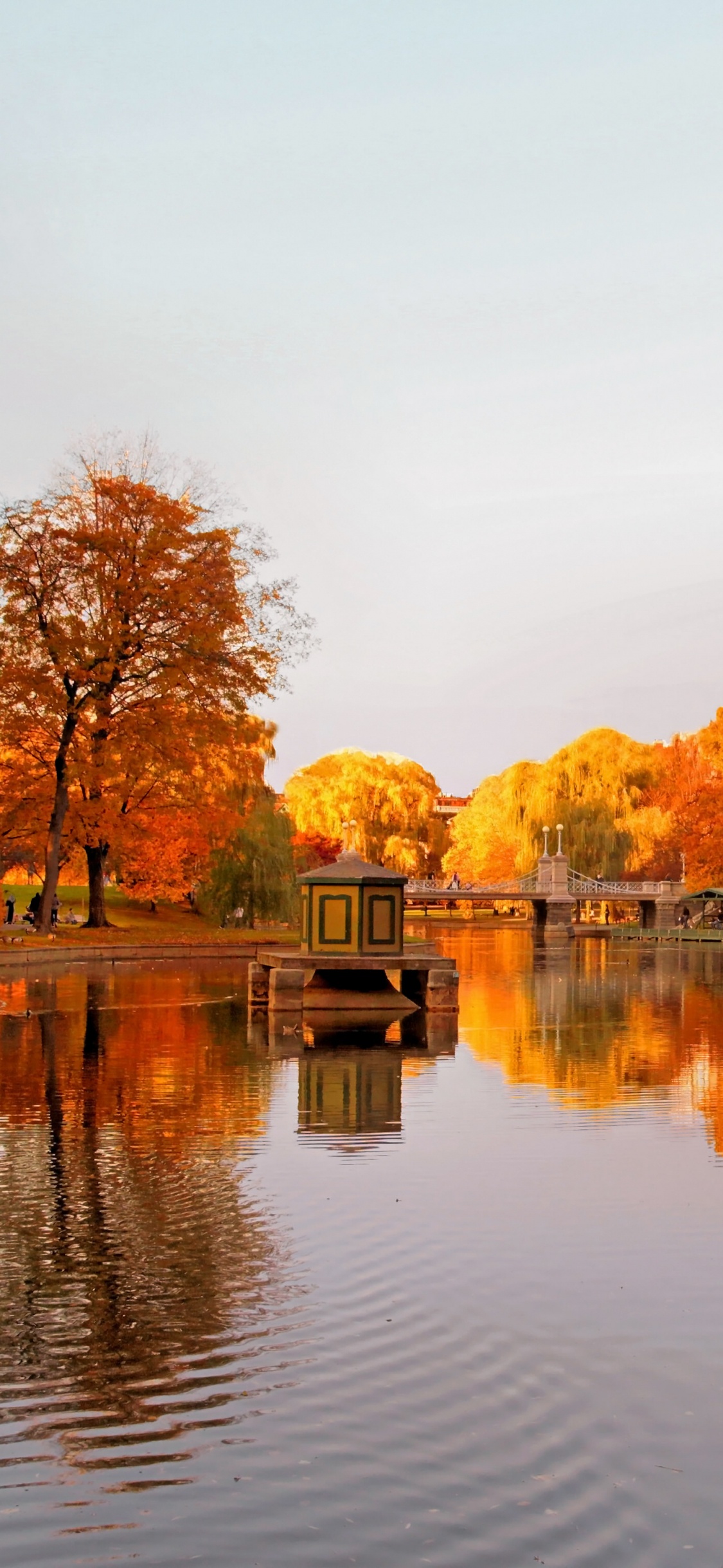 Brown Trees Beside Body of Water During Daytime. Wallpaper in 1125x2436 Resolution