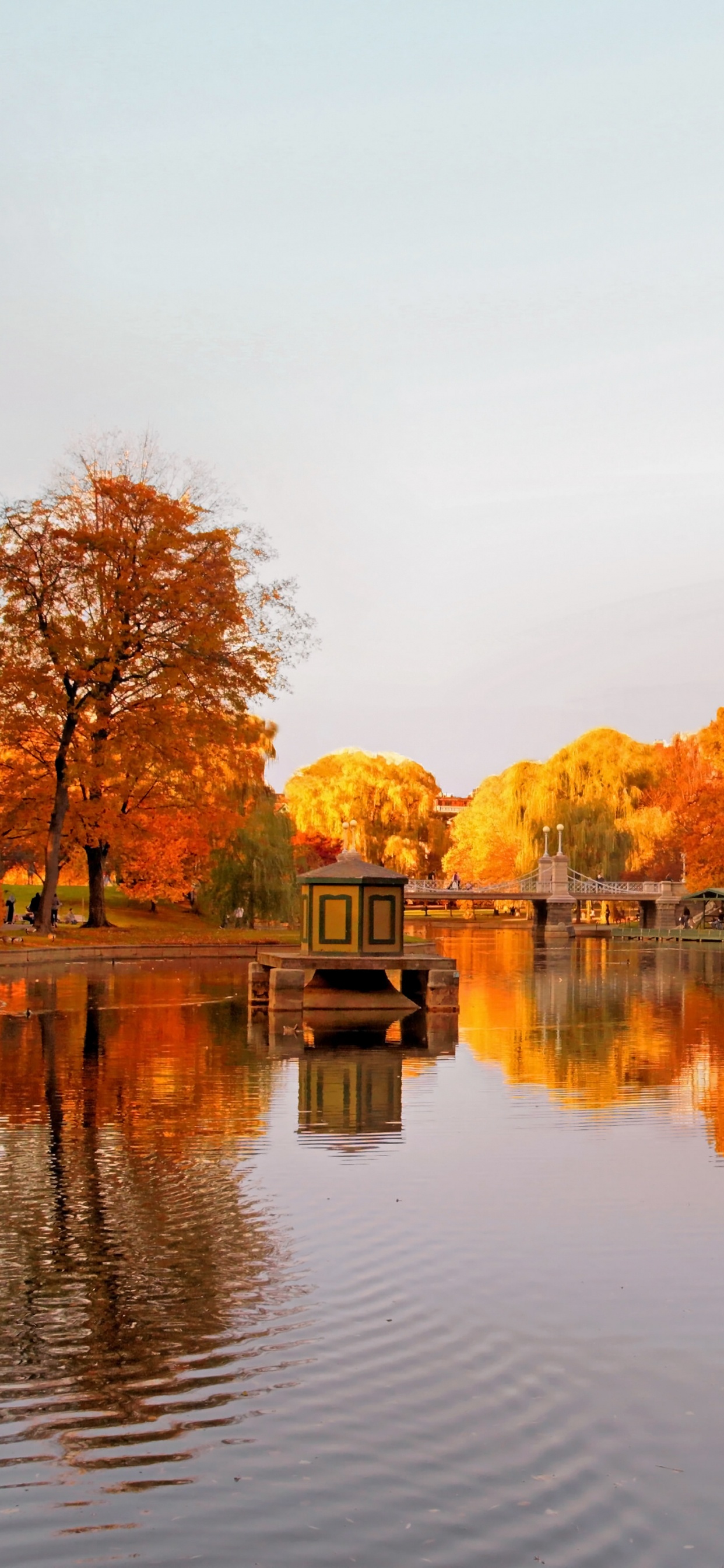 Brown Trees Beside Body of Water During Daytime. Wallpaper in 1242x2688 Resolution