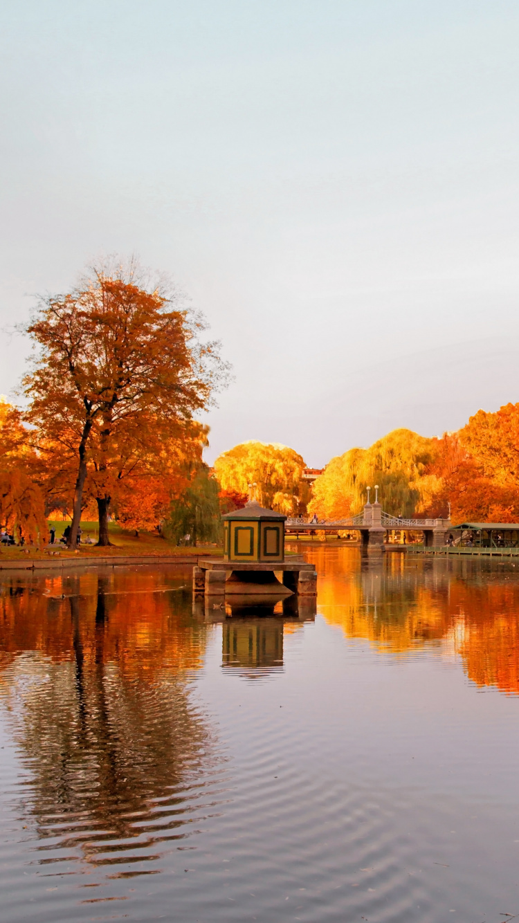 Brown Trees Beside Body of Water During Daytime. Wallpaper in 750x1334 Resolution
