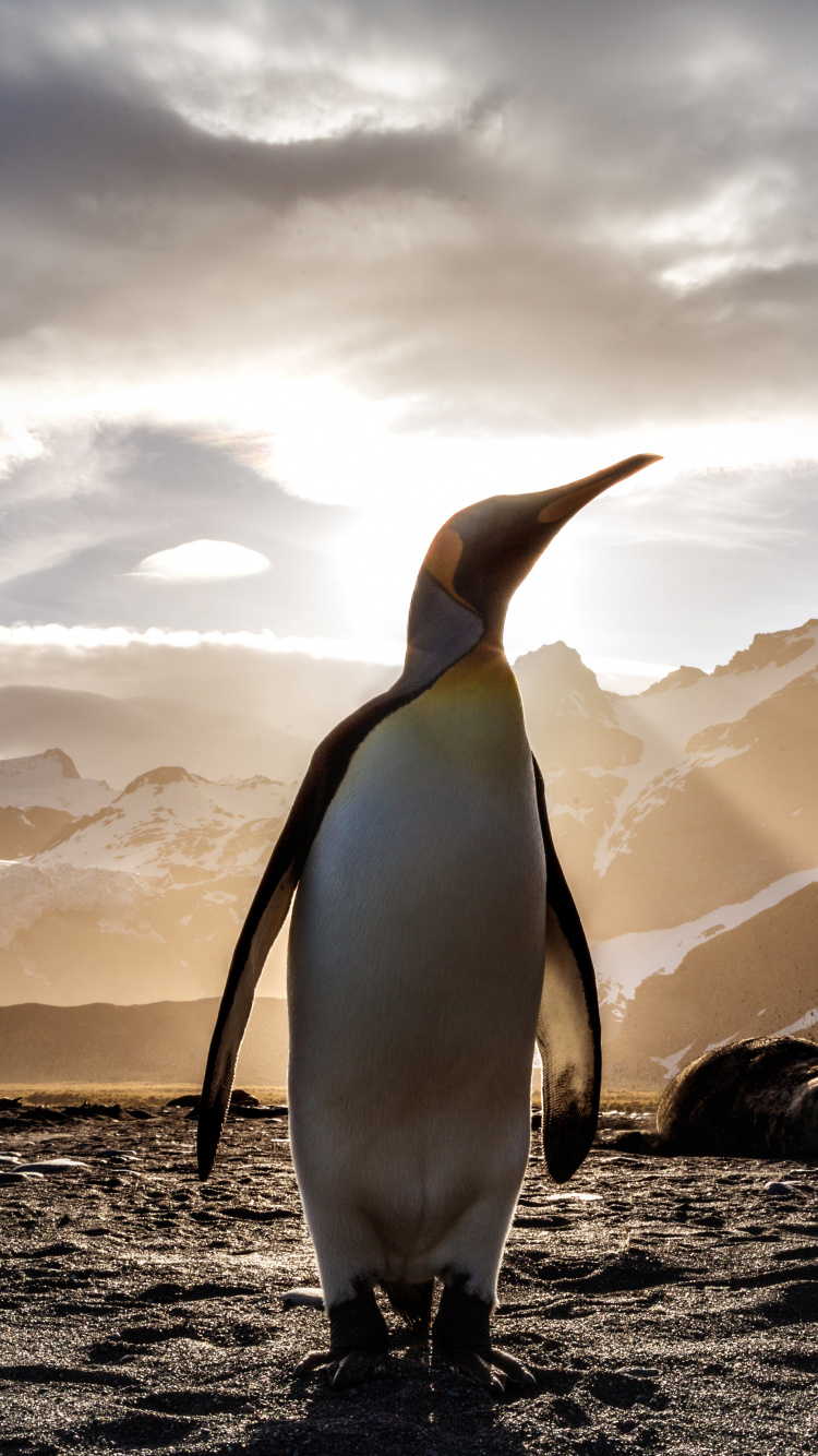 Penguin Standing on Rocky Shore Under Cloudy Sky During Daytime. Wallpaper in 750x1334 Resolution