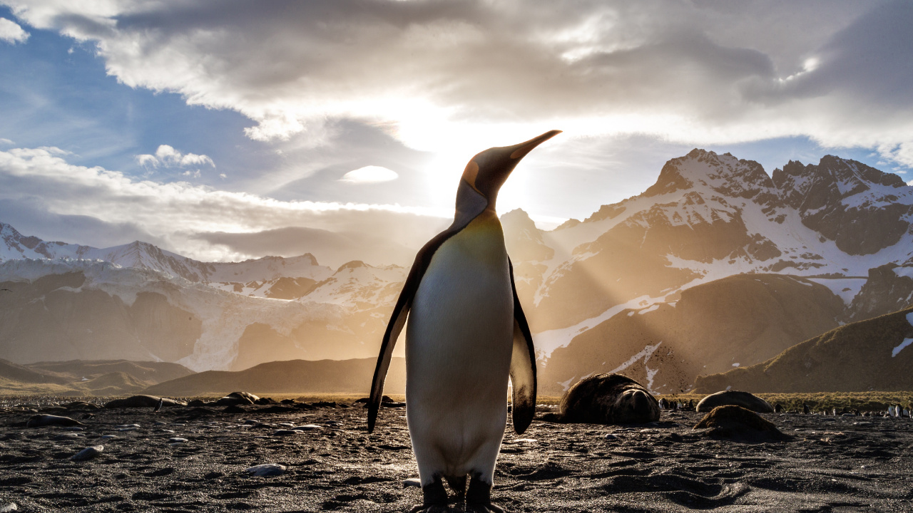 Pingouin Debout Sur le Rivage Rocheux Sous un Ciel Nuageux Pendant la Journée. Wallpaper in 1280x720 Resolution