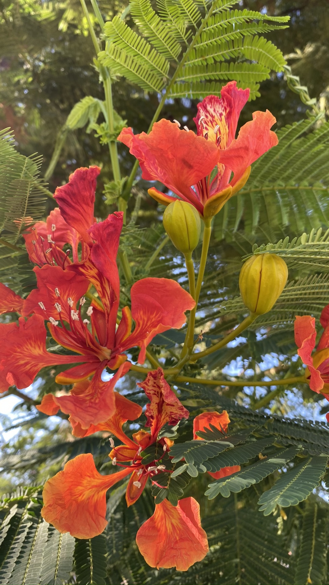 Flora, Flowering Plant, Annual Plant, Biology, Science. Wallpaper in 1080x1920 Resolution