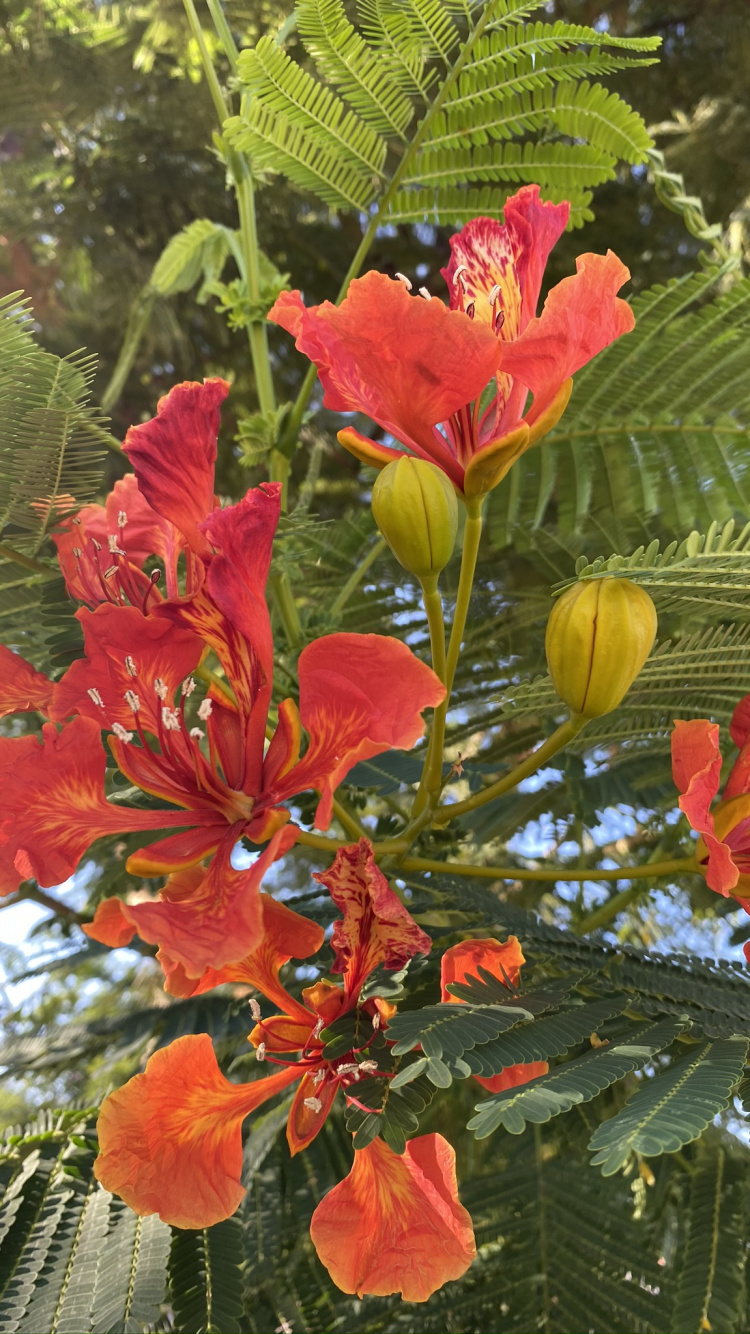 Flora, Flowering Plant, Annual Plant, Biology, Science. Wallpaper in 750x1334 Resolution