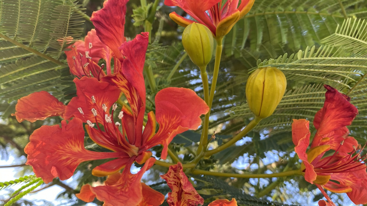 Flora, la Floración de la Planta, Planta Anual, Biología, Ciencia. Wallpaper in 1280x720 Resolution