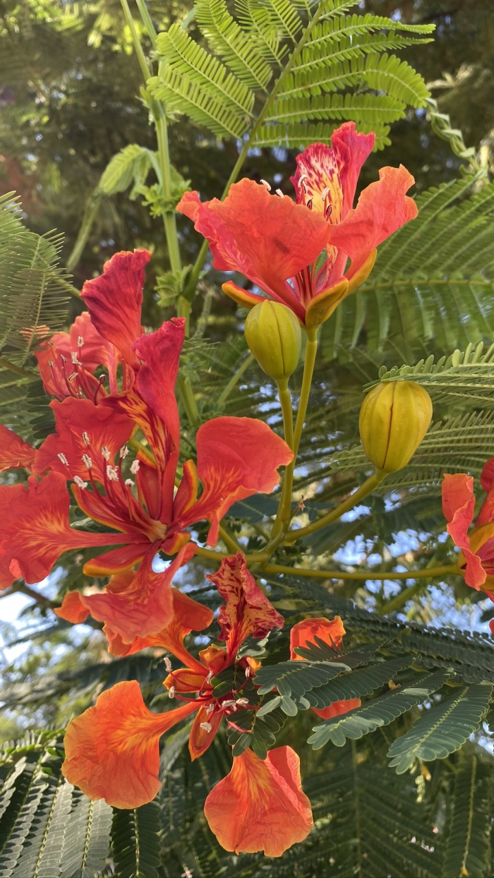 菌群, 显花植物, 年度工厂, 生物学, 科学 壁纸 720x1280 允许