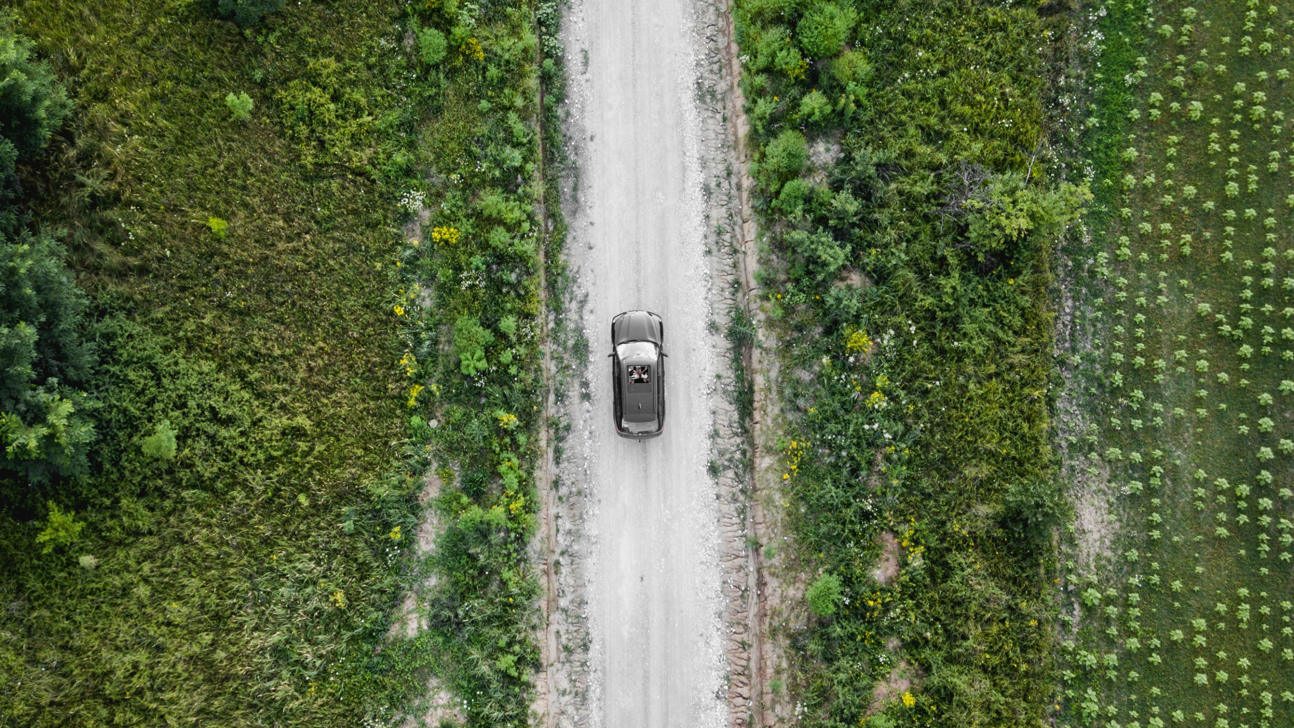 绿色的, 草, 工厂, 通道, 大众汽车 壁纸 2560x1440 允许