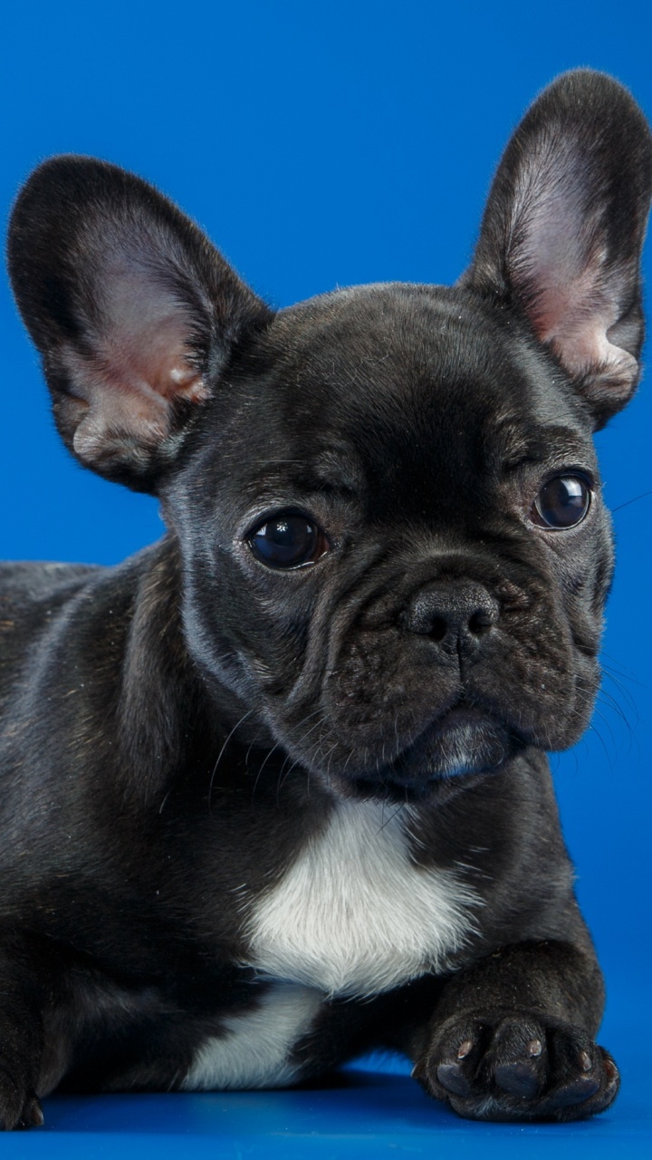 Black French Bulldog Puppy on Orange Background. Wallpaper in 720x1280 Resolution