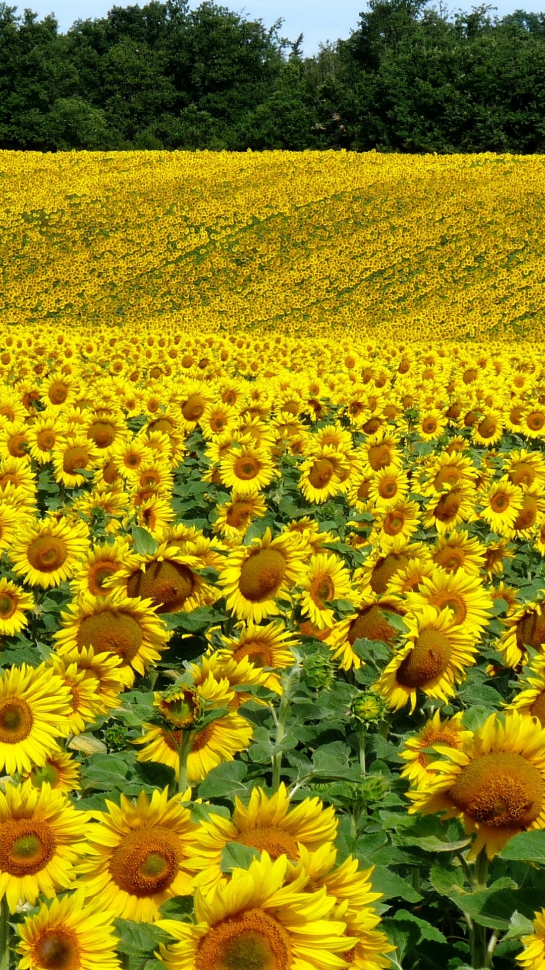 Sunflowers, Flower, Plant, Ecoregion, Botany. Wallpaper in 1080x1920 Resolution