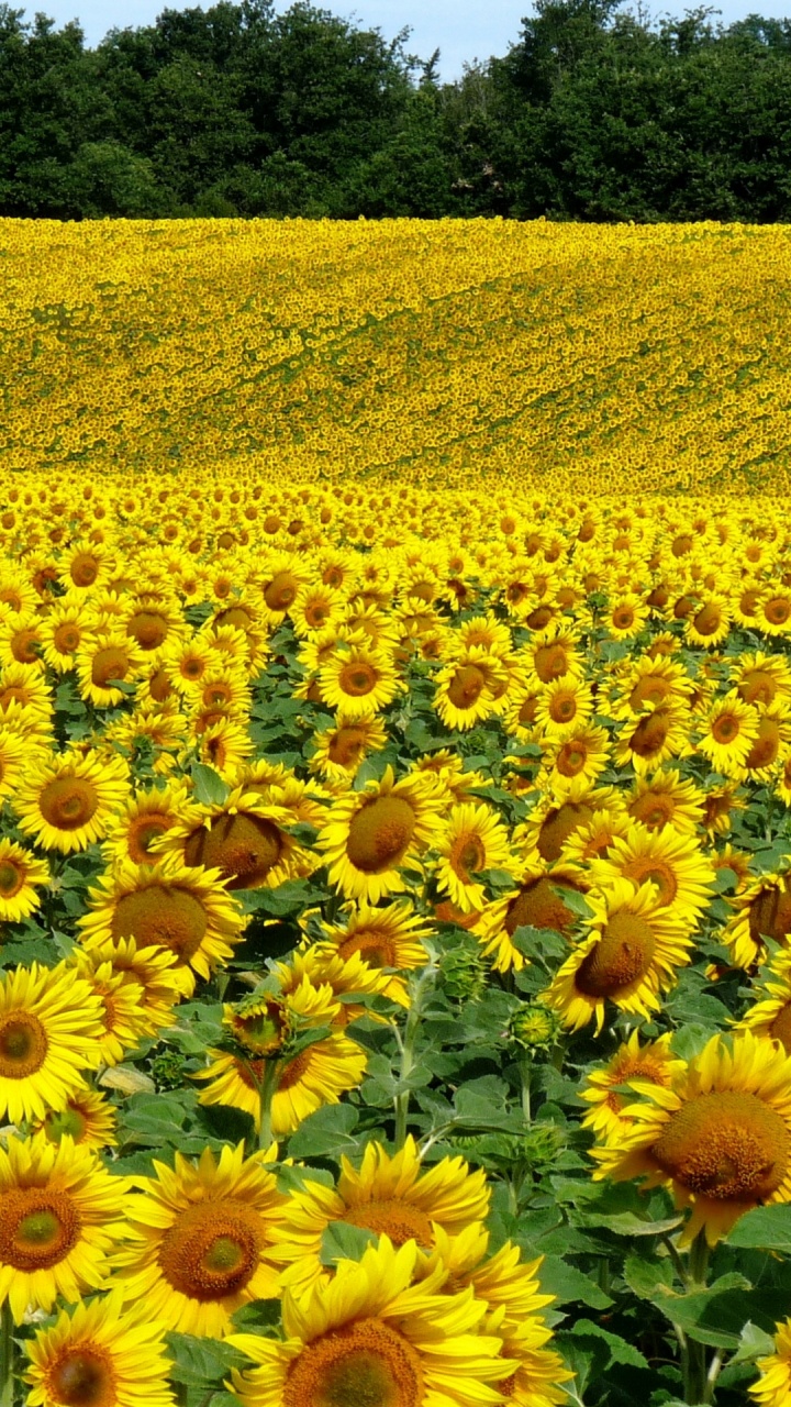 Sunflowers, Flower, Plant, Ecoregion, Botany. Wallpaper in 720x1280 Resolution