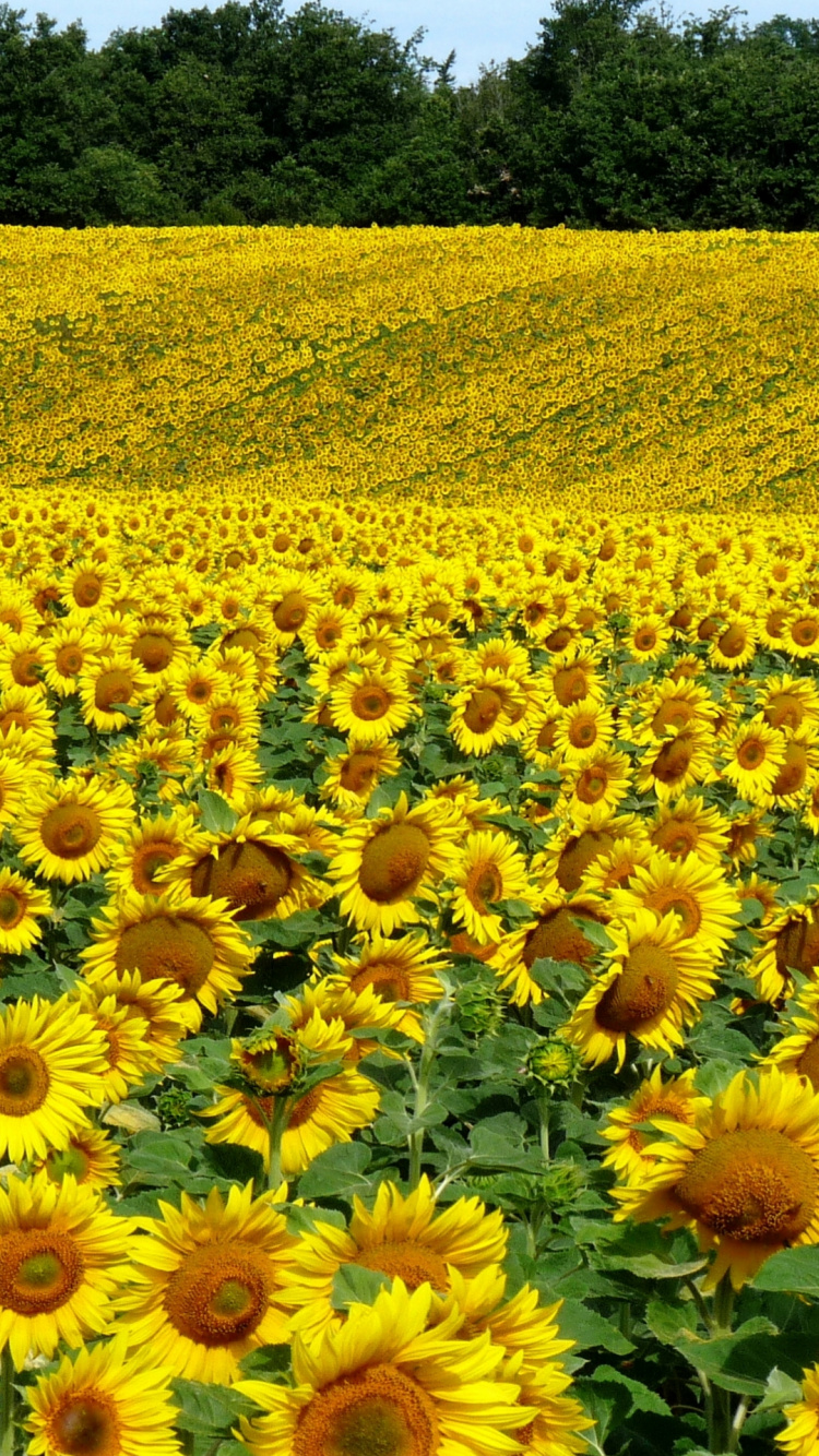 Sunflowers, Ökoregion, Botanik, Blatt, Natur. Wallpaper in 750x1334 Resolution