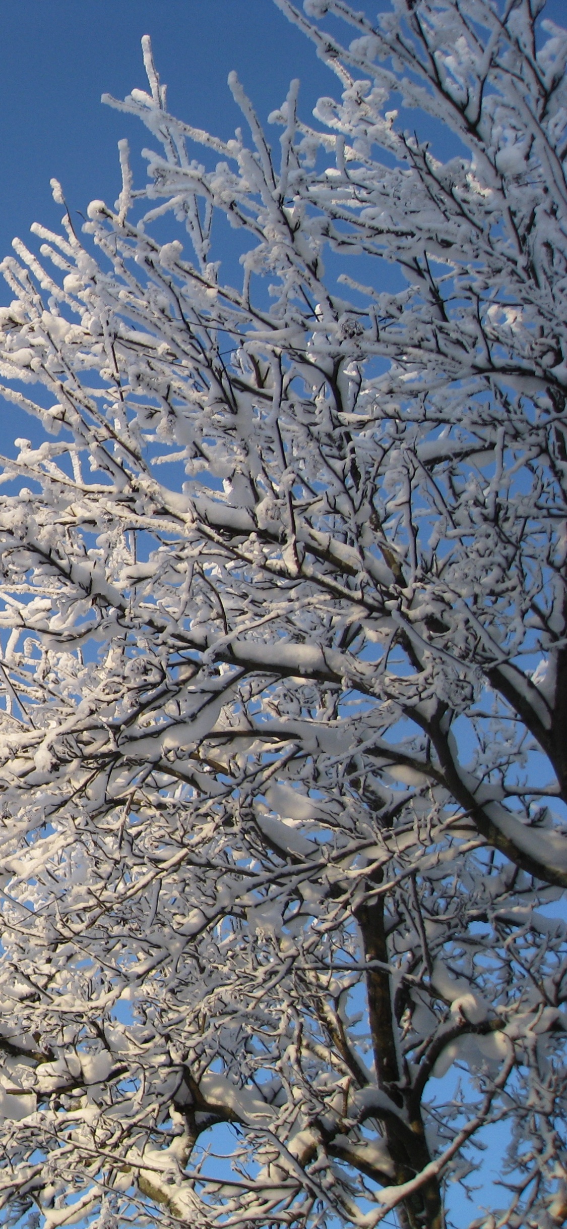 White Tree Under Blue Sky During Daytime. Wallpaper in 1125x2436 Resolution