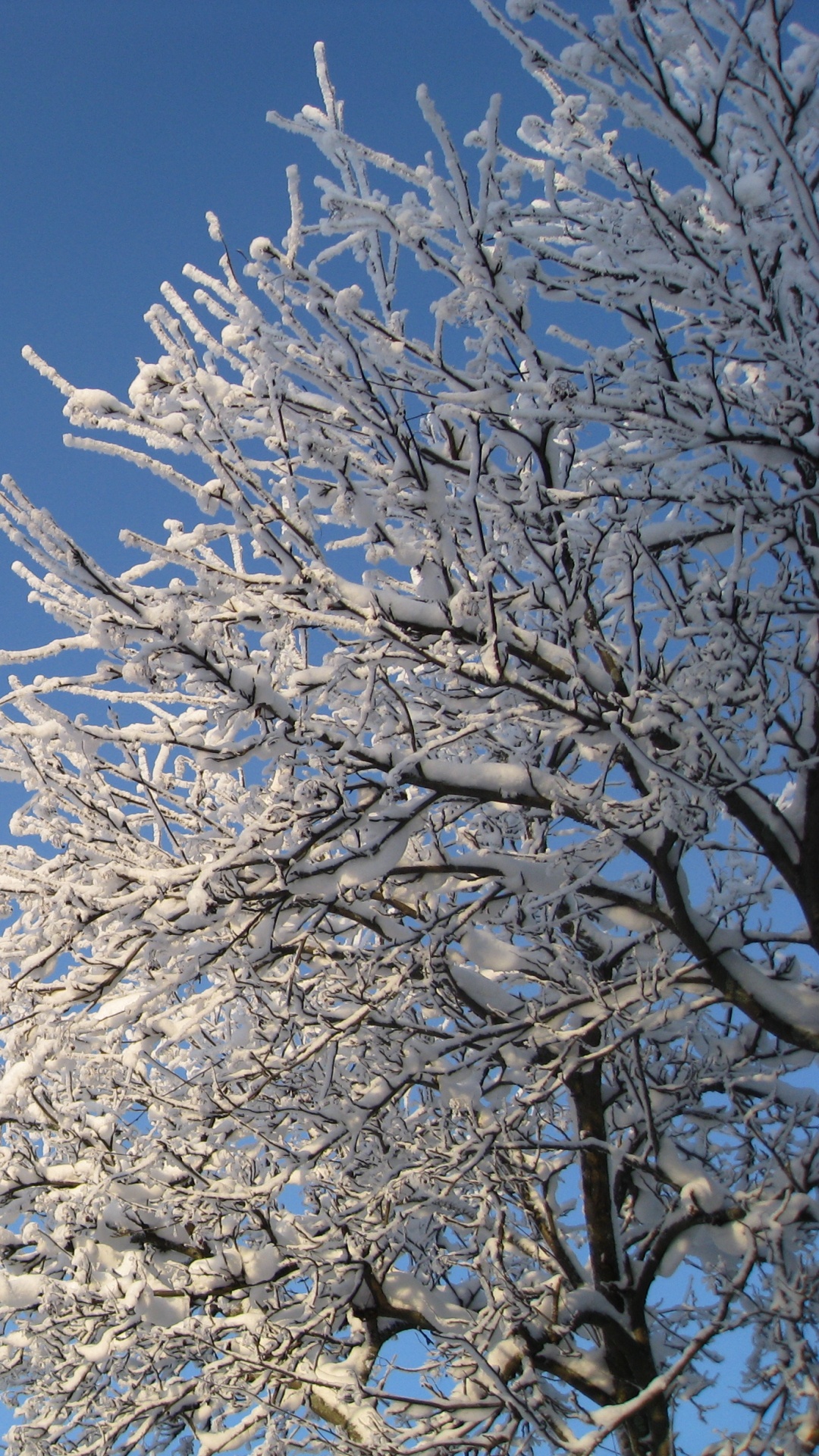 Arbre Blanc Sous Ciel Bleu Pendant la Journée. Wallpaper in 1080x1920 Resolution