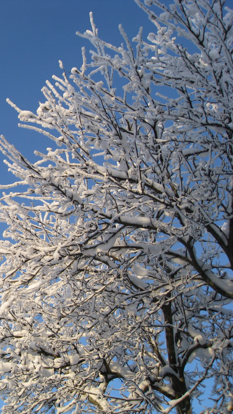Arbre Blanc Sous Ciel Bleu Pendant la Journée. Wallpaper in 750x1334 Resolution