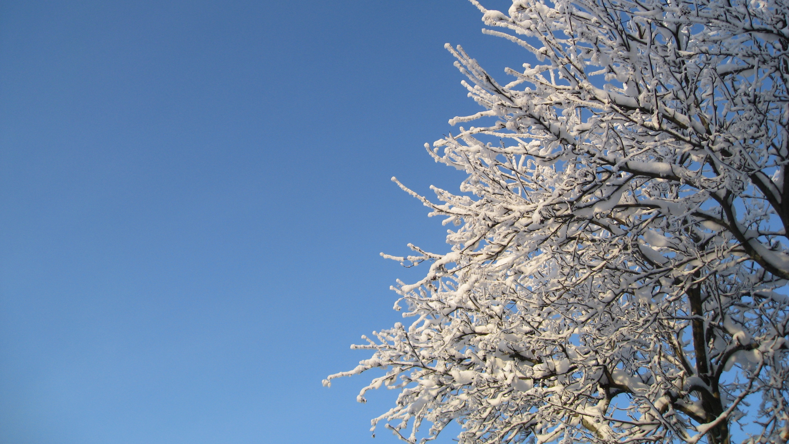 Tagsüber Weißer Baum Unter Blauem Himmel. Wallpaper in 2560x1440 Resolution
