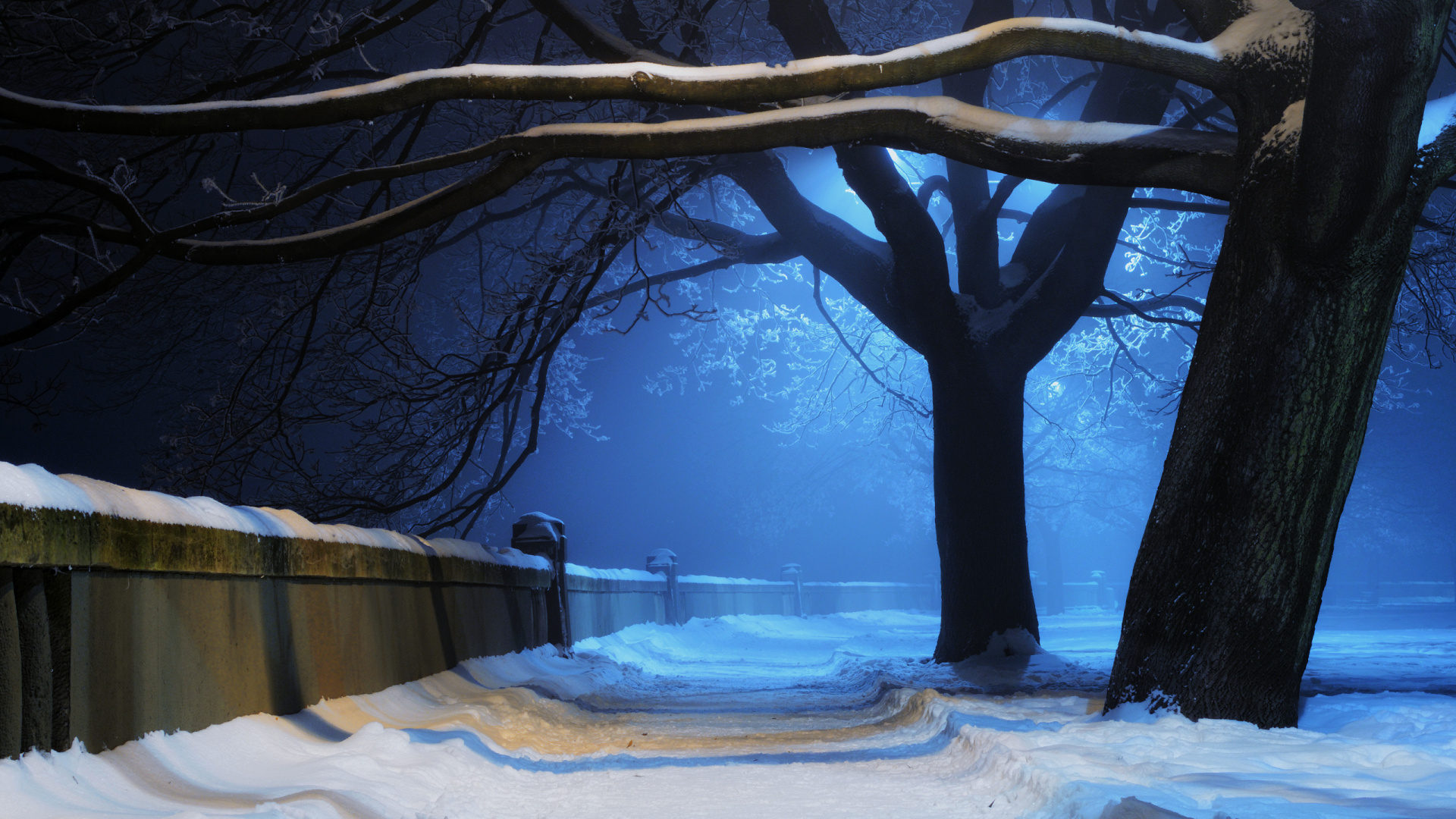 Bare Tree on Snow Covered Ground During Night Time. Wallpaper in 1920x1080 Resolution