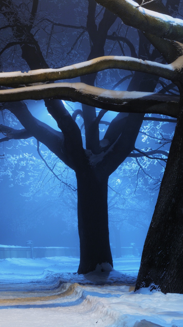 Bare Tree on Snow Covered Ground During Night Time. Wallpaper in 720x1280 Resolution