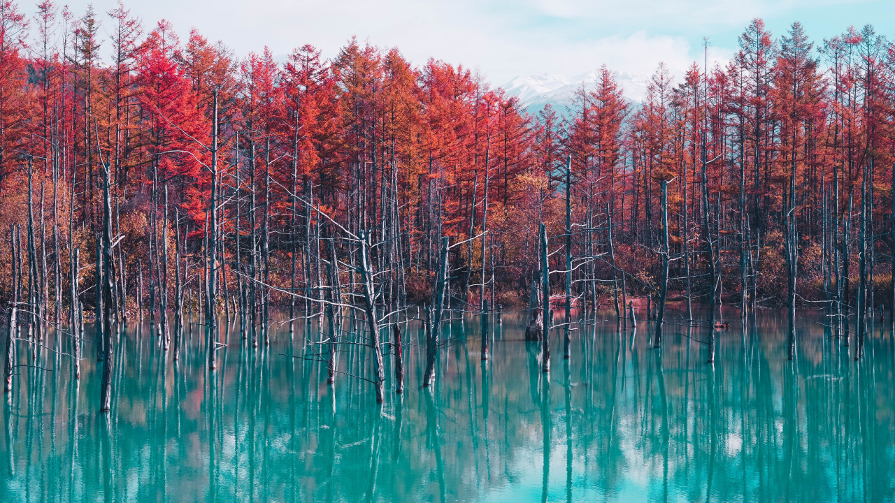 Japan Nature, Shirogane Blue Pond, Mount Fuji, Nature, Japan Travel. Wallpaper in 1280x720 Resolution