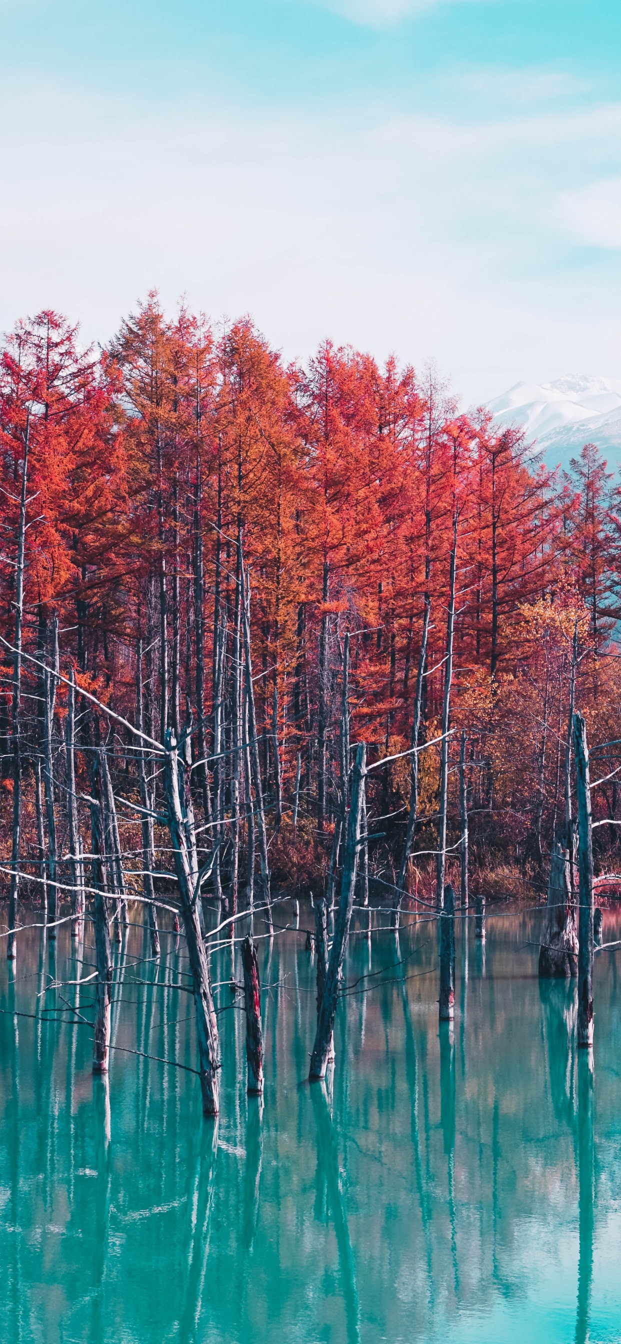 Japanische Natur, Shirogane Blauer Teich, Mount Fuji, Natur, Japanreisen. Wallpaper in 1242x2688 Resolution