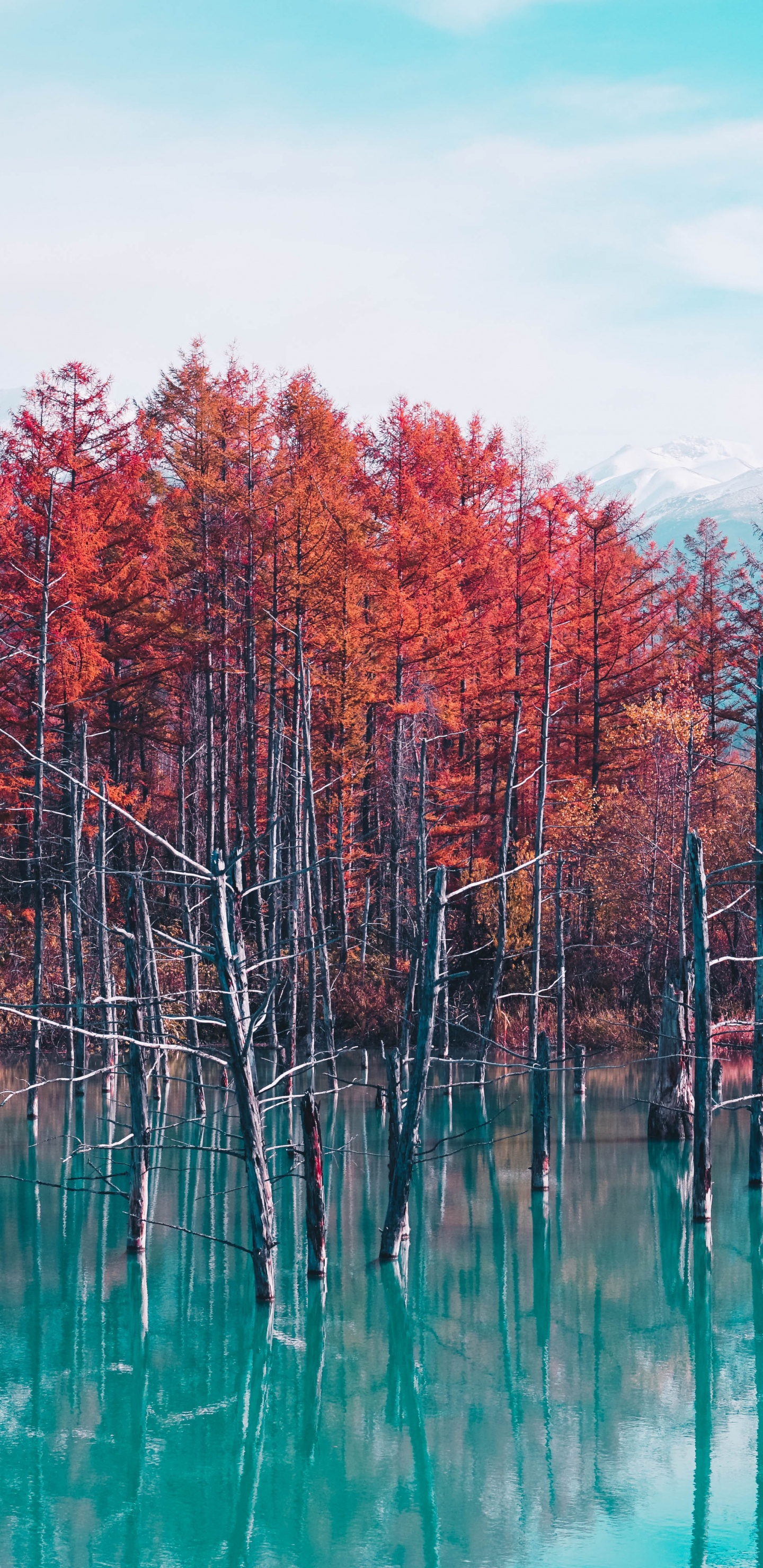 Japanische Natur, Shirogane Blauer Teich, Mount Fuji, Natur, Japanreisen. Wallpaper in 1440x2960 Resolution