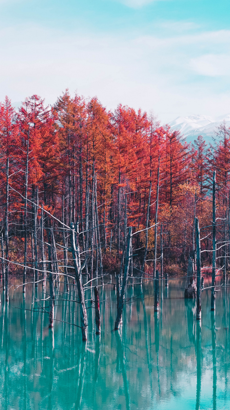 Japanische Natur, Shirogane Blauer Teich, Mount Fuji, Natur, Japanreisen. Wallpaper in 750x1334 Resolution