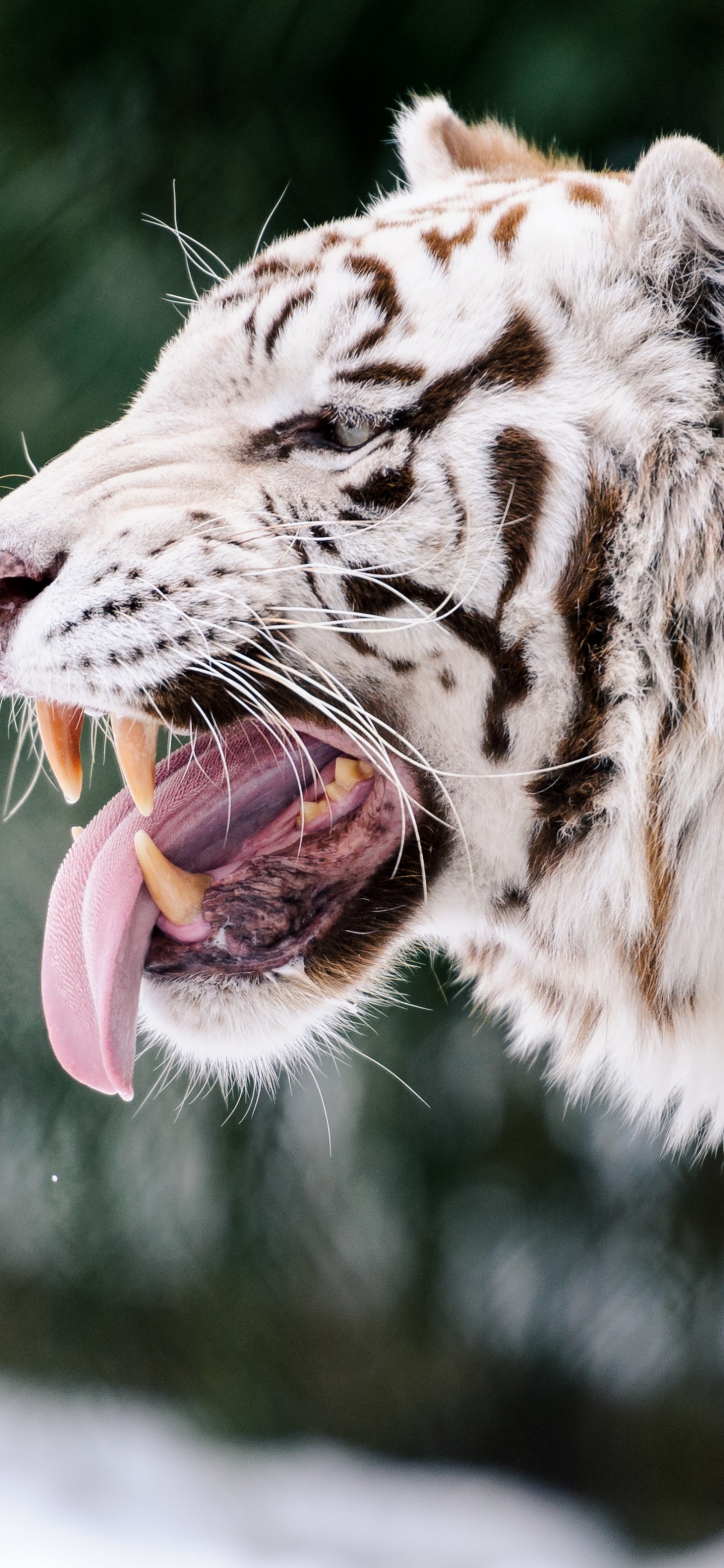 白虎, 黑虎, 老虎, 野生动物, 孟加拉虎 壁纸 1242x2688 允许