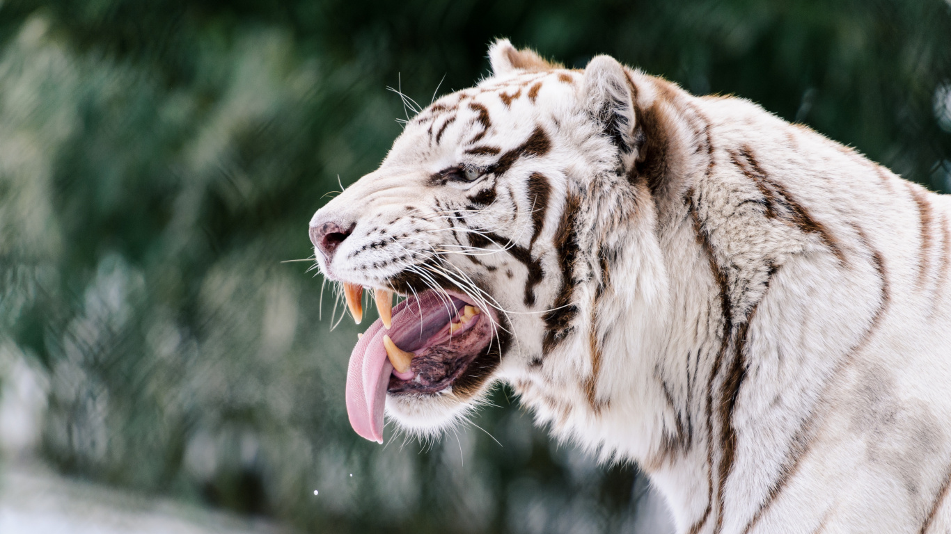White and Black Tiger on Green Grass During Daytime. Wallpaper in 1366x768 Resolution