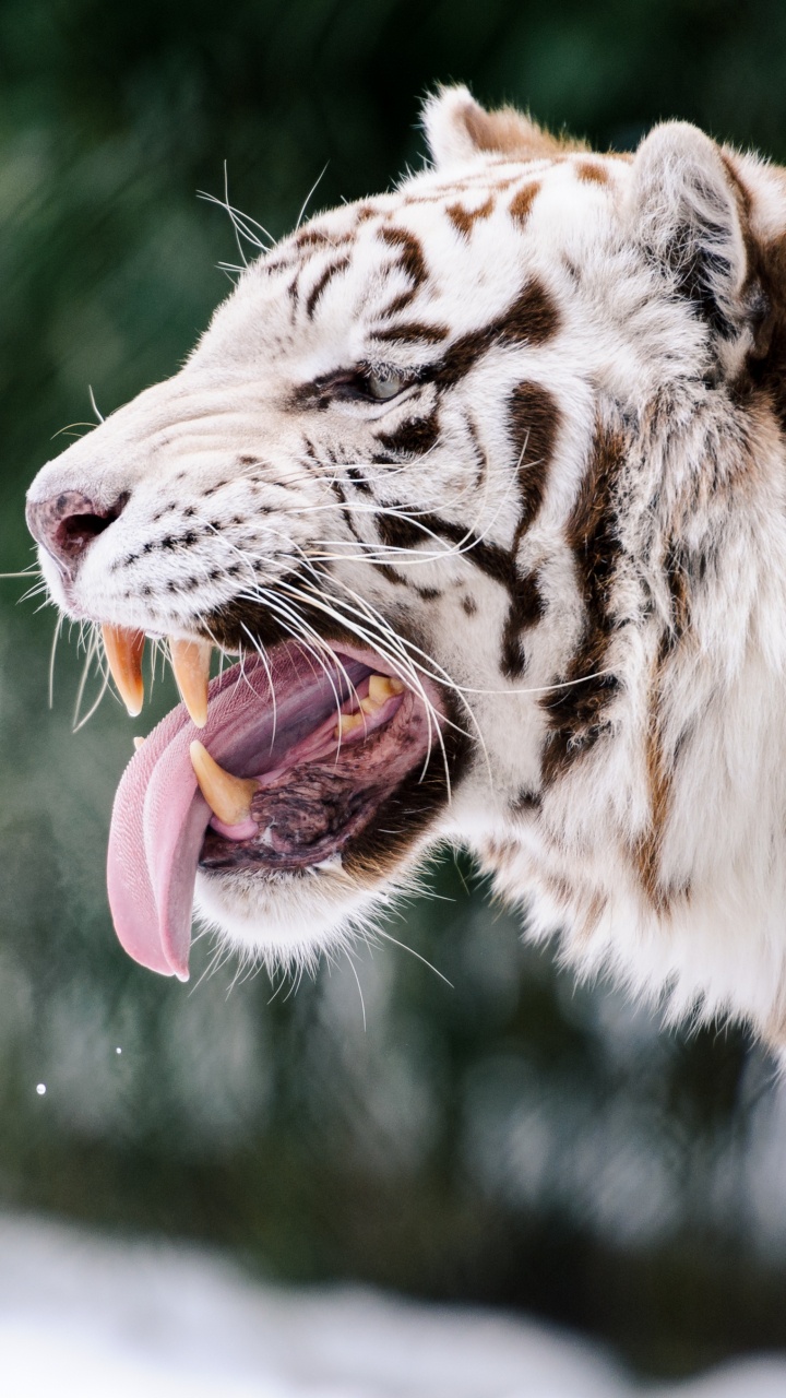 Tigre Blanc et Noir Sur L'herbe Verte Pendant la Journée. Wallpaper in 720x1280 Resolution