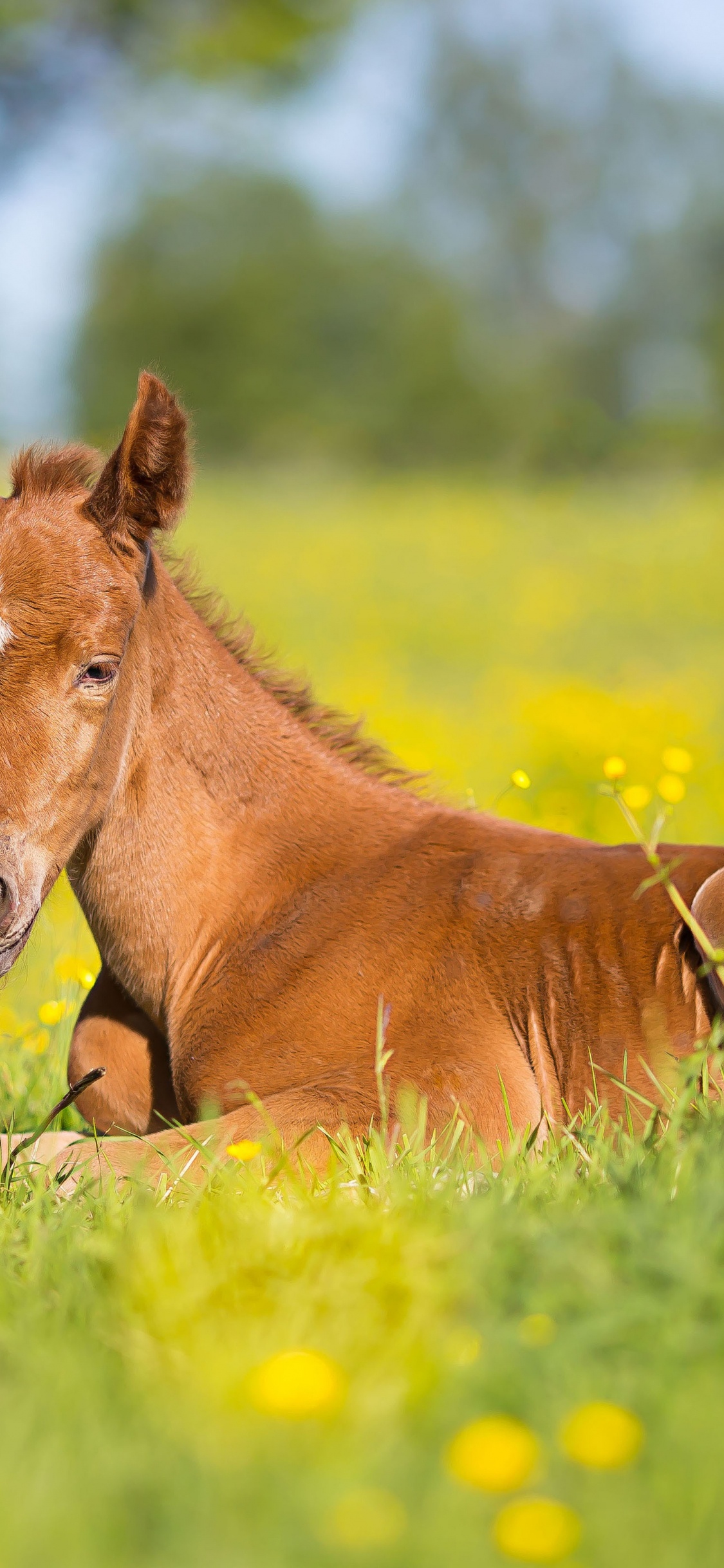 Foal, Mare, Pony, Mustang, Colt. Wallpaper in 1125x2436 Resolution