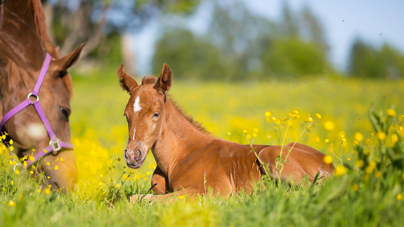 Foal, Mare, Pony, Mustang, Colt. Wallpaper in 1366x768 Resolution