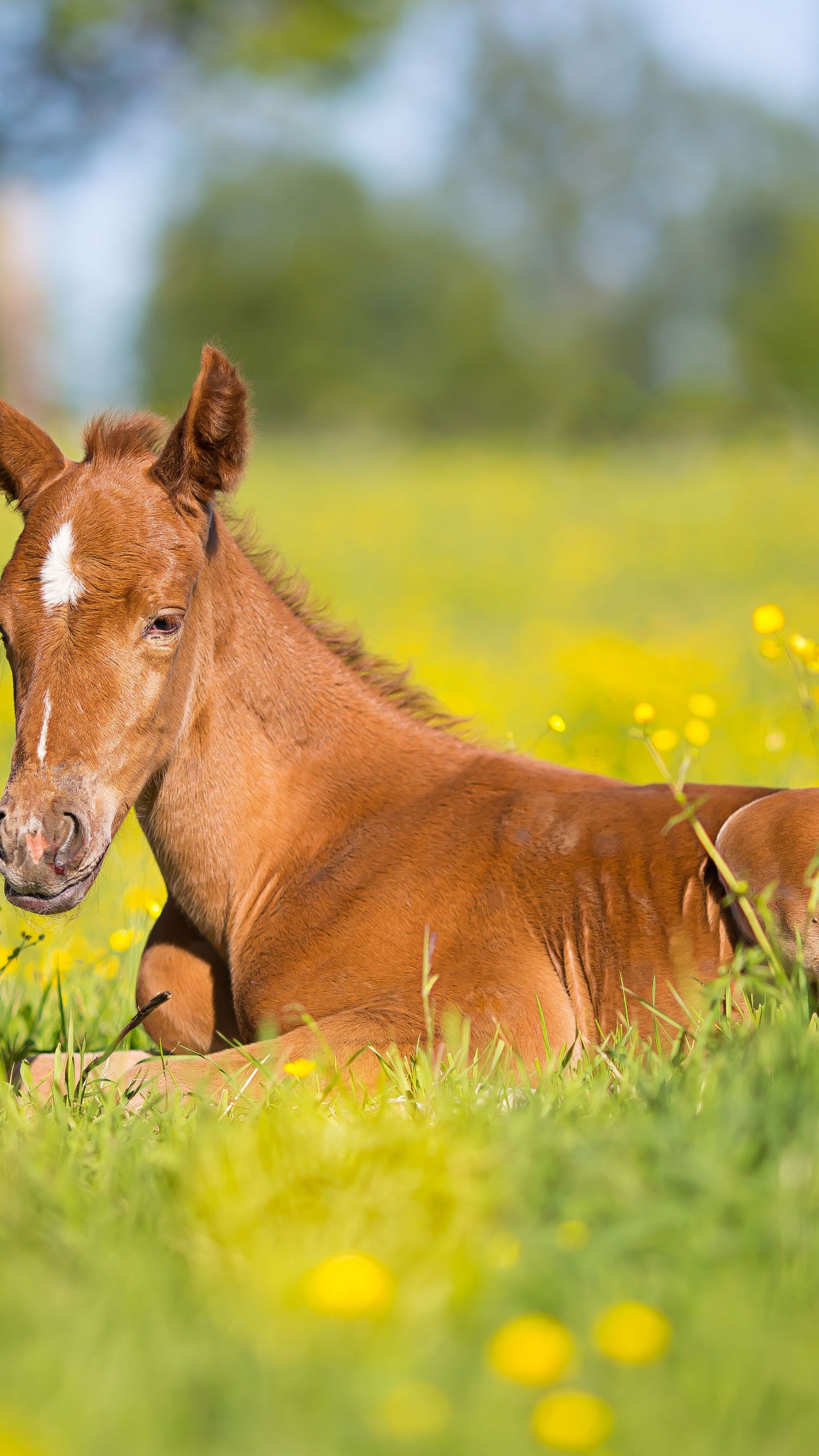 Foal, Mare, Pony, Mustang, Colt. Wallpaper in 1440x2560 Resolution