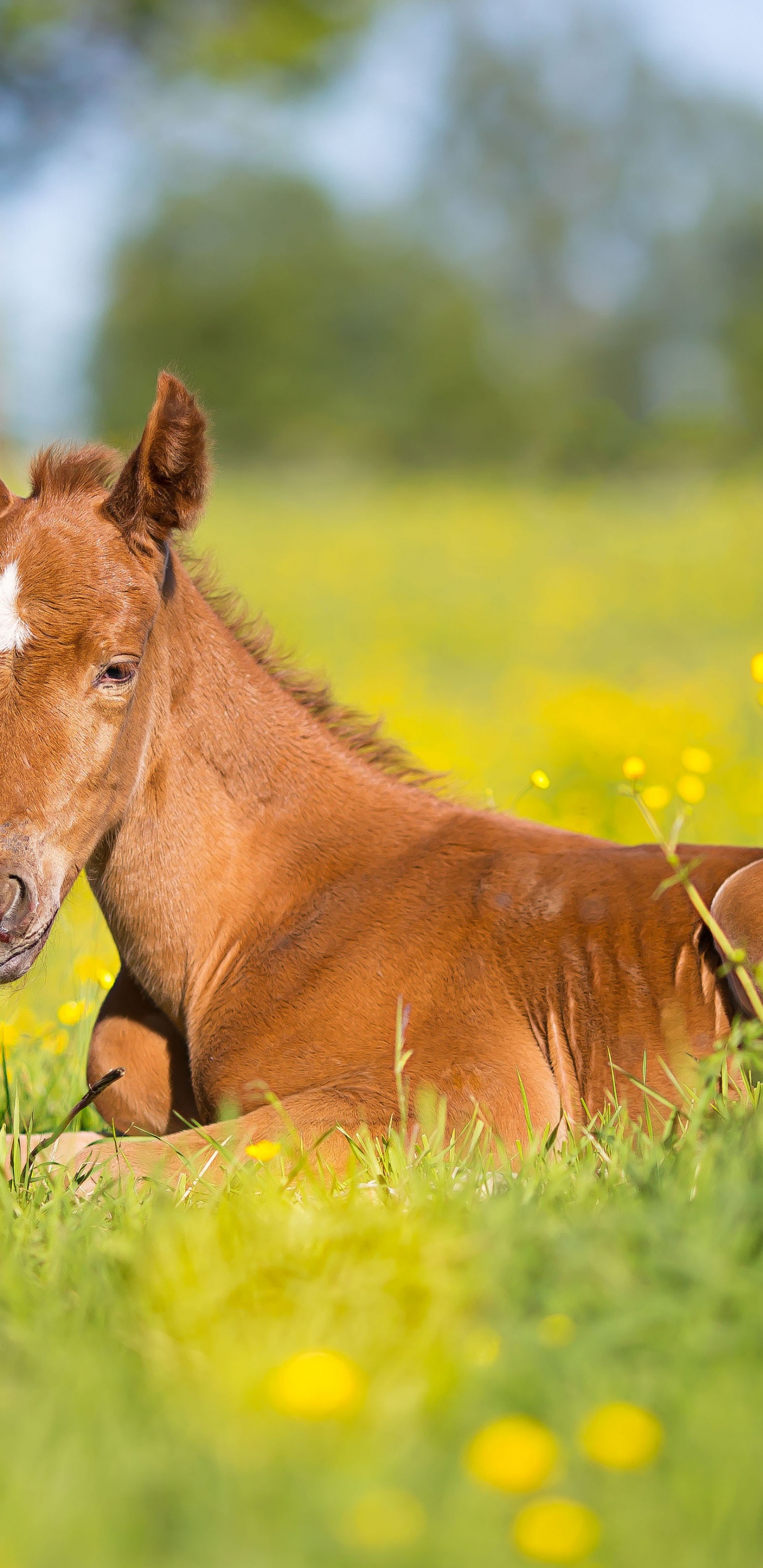 Foal, Mare, Pony, Mustang, Colt. Wallpaper in 1440x2960 Resolution