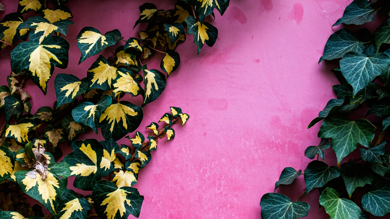 Blatt, Gemeinschaft Grüne Landschaft Gruppe, Botanik, Laub, Bodendecker. Wallpaper in 1366x768 Resolution