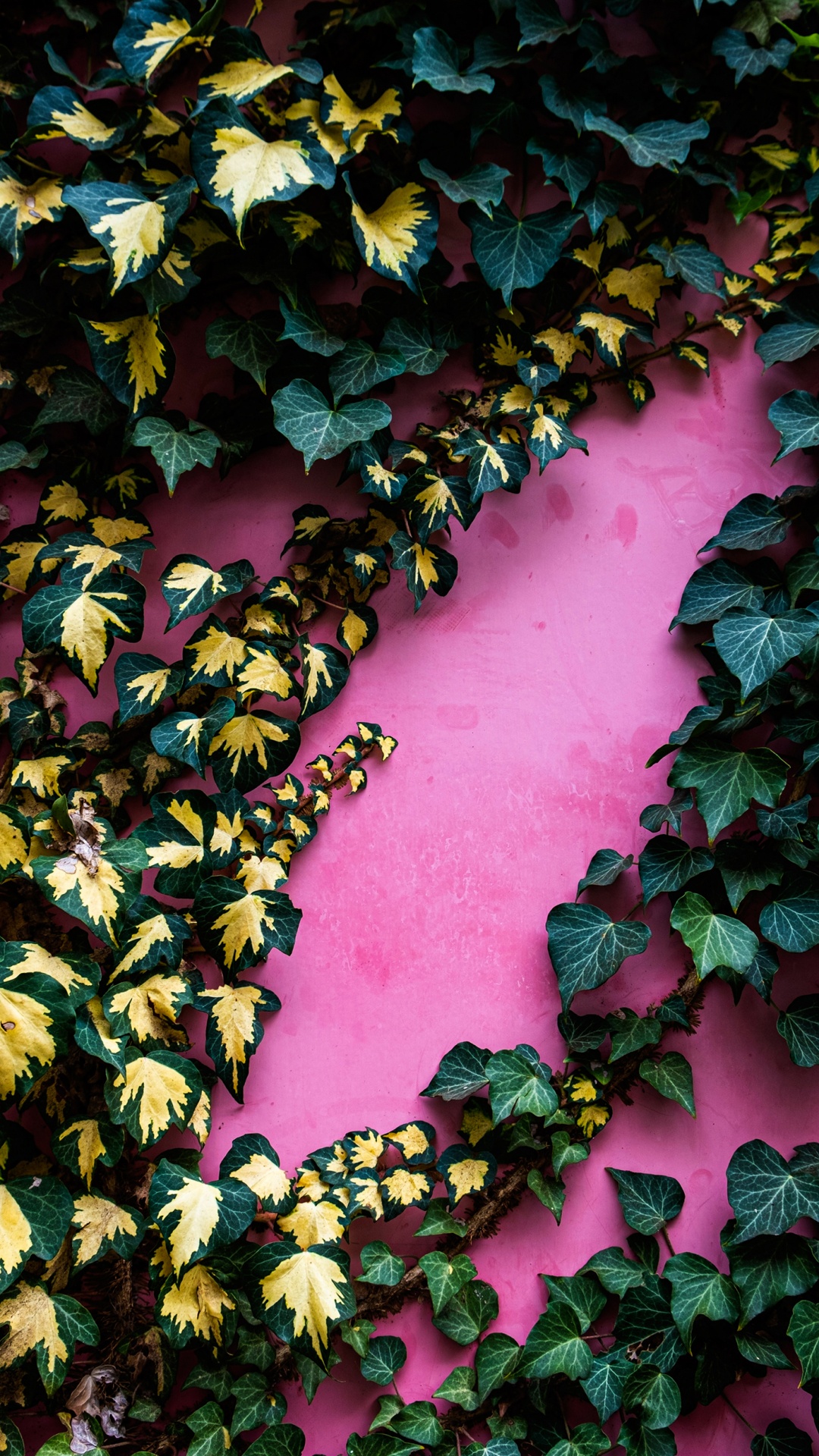 Leaf, Community Green Landscape Group, Botany, Deciduous, Groundcover. Wallpaper in 1080x1920 Resolution