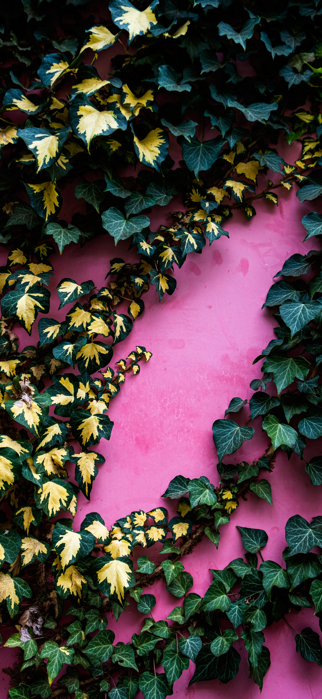 Leaf, Community Green Landscape Group, Botany, Deciduous, Groundcover. Wallpaper in 1125x2436 Resolution
