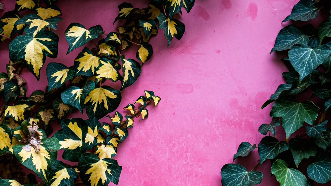 Leaf, Community Green Landscape Group, Botany, Deciduous, Groundcover. Wallpaper in 1280x720 Resolution