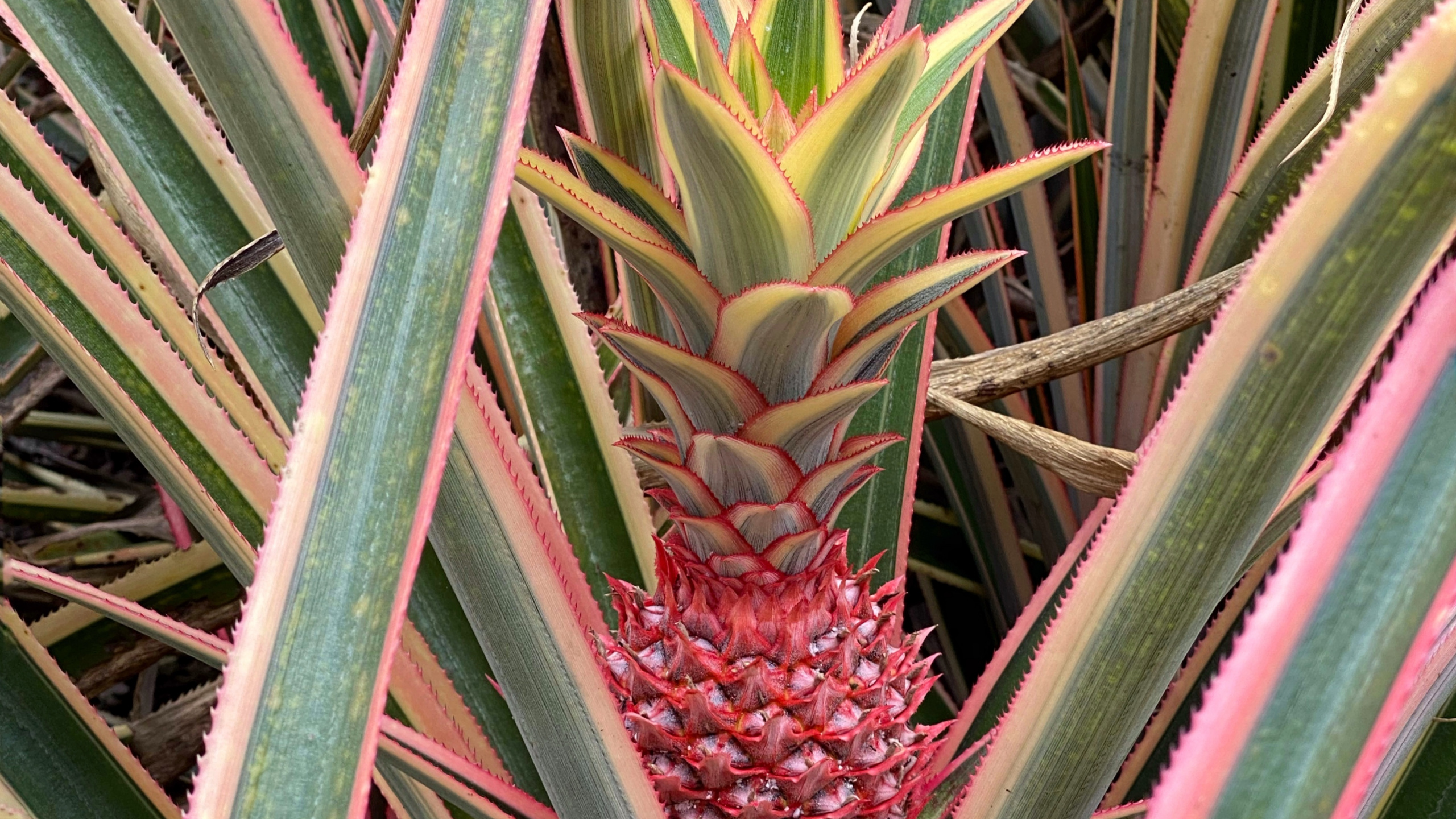 Flora, Plant Stem, Leaf, Biology, Science. Wallpaper in 2560x1440 Resolution