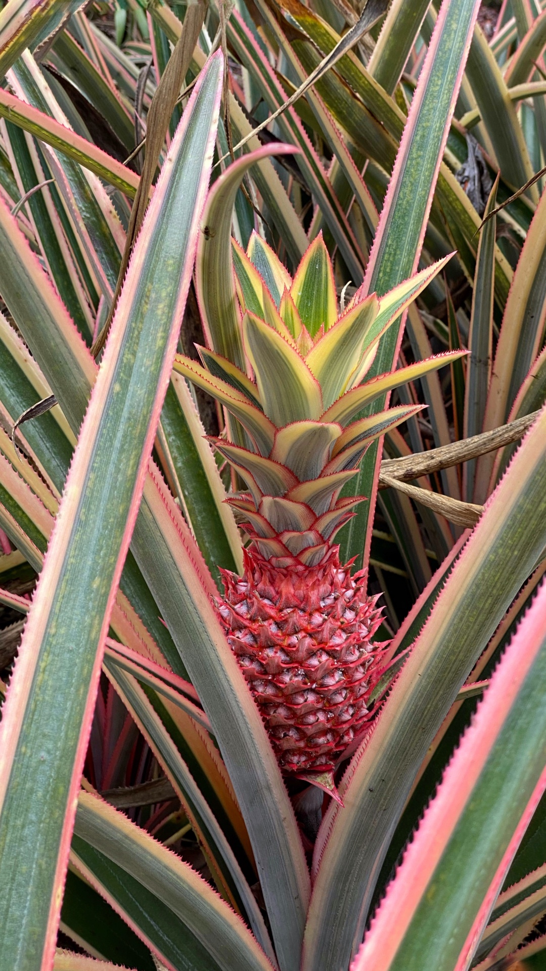 菌群, 植物干, 生物学, 科学, 植物群 壁纸 1080x1920 允许