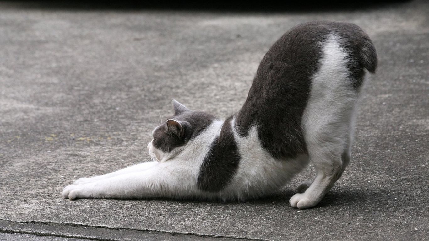 小猫, 尾巴, 爱琴的猫, 动植物, 伸展 壁纸 1366x768 允许