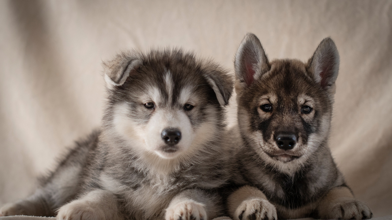 小狗, 阿拉斯加雪橇犬, 品种的狗, 萨哈林赫斯基, Saarloos那只狼狗 壁纸 1280x720 允许