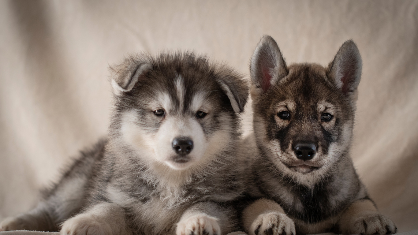 小狗, 阿拉斯加雪橇犬, 品种的狗, 萨哈林赫斯基, Saarloos那只狼狗 壁纸 1366x768 允许