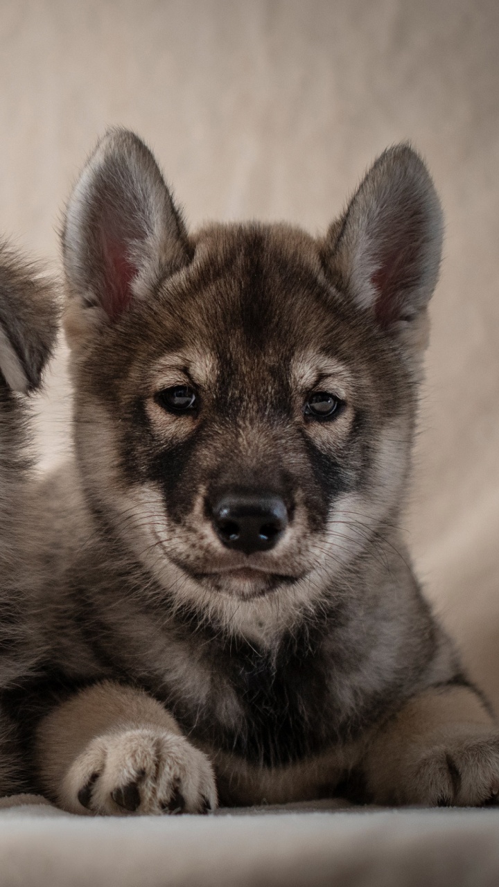 小狗, 阿拉斯加雪橇犬, 品种的狗, 萨哈林赫斯基, Saarloos那只狼狗 壁纸 720x1280 允许