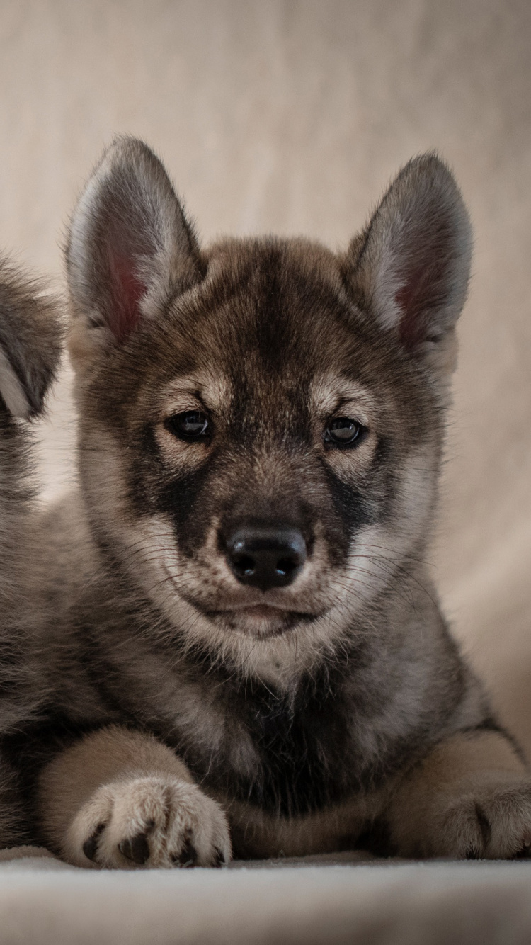小狗, 阿拉斯加雪橇犬, 品种的狗, 萨哈林赫斯基, Saarloos那只狼狗 壁纸 750x1334 允许